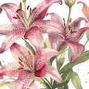 Liliomok