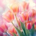 Tulipánok