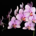 Orchideák