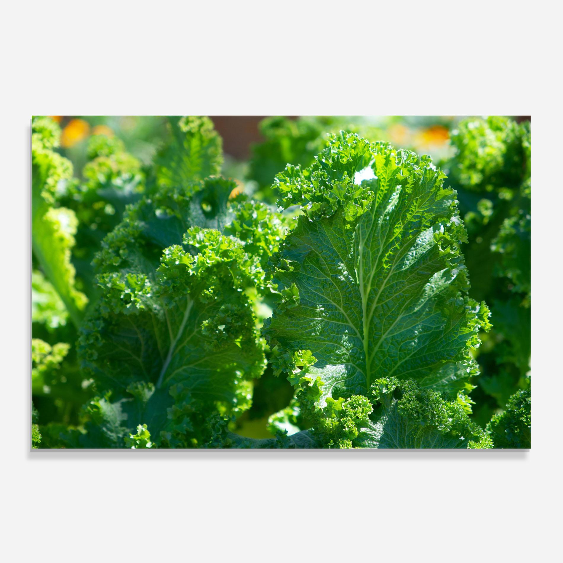 Konyhai üveg hátfal Lettuce View mockup 0