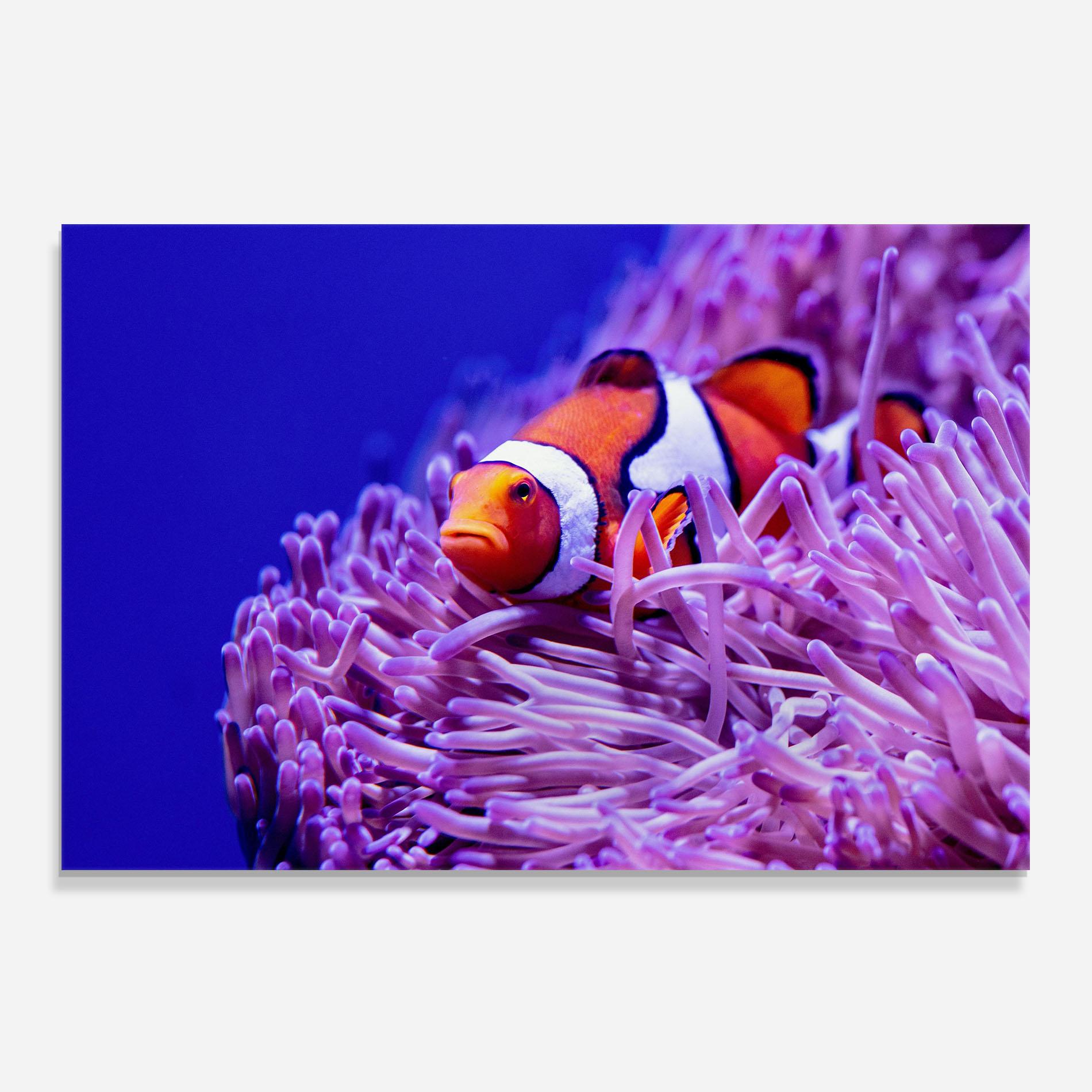 Konyhai üveg hátfal Angry Nemo mockup 0