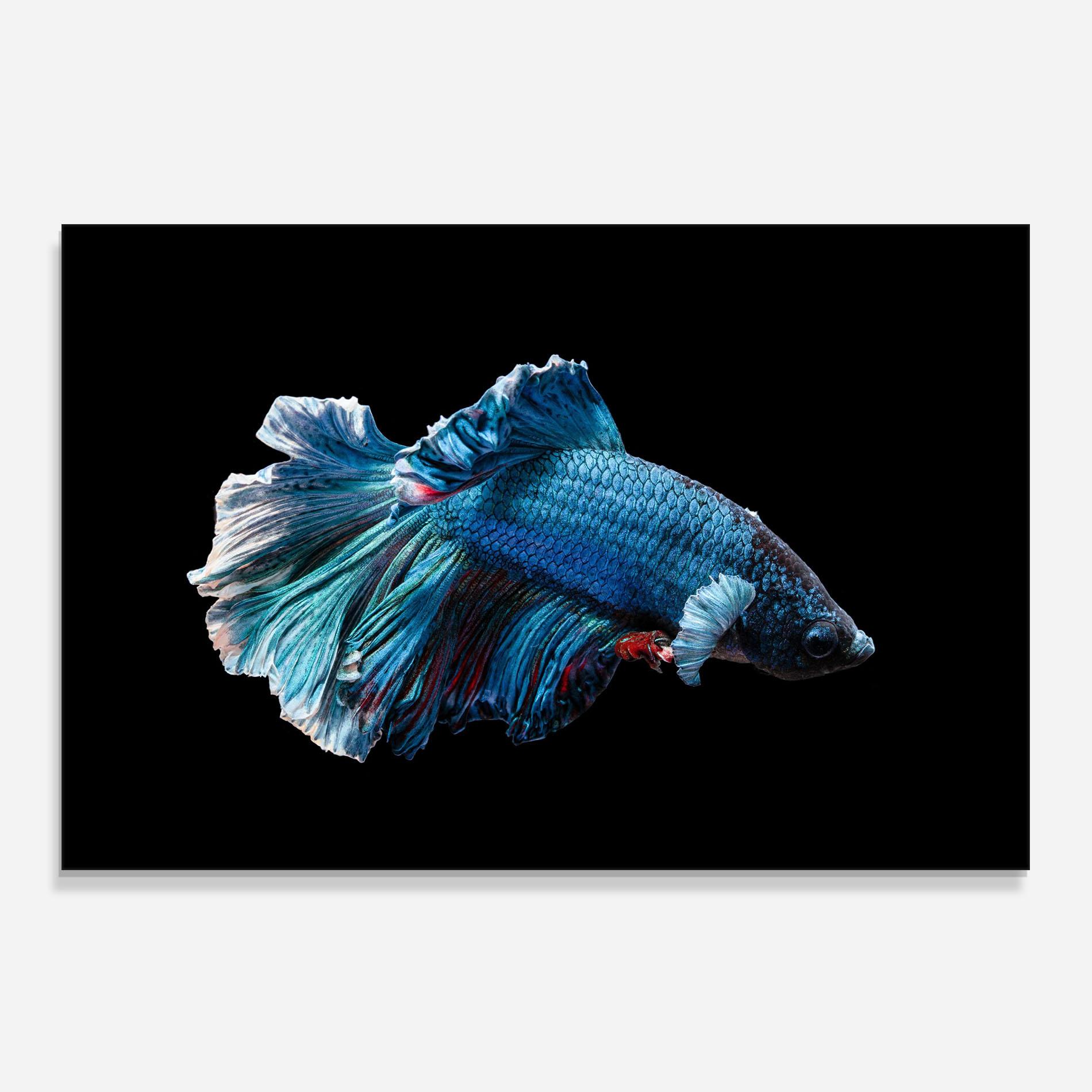 Konyhai üveg hátfal Blue Betta mockup 0