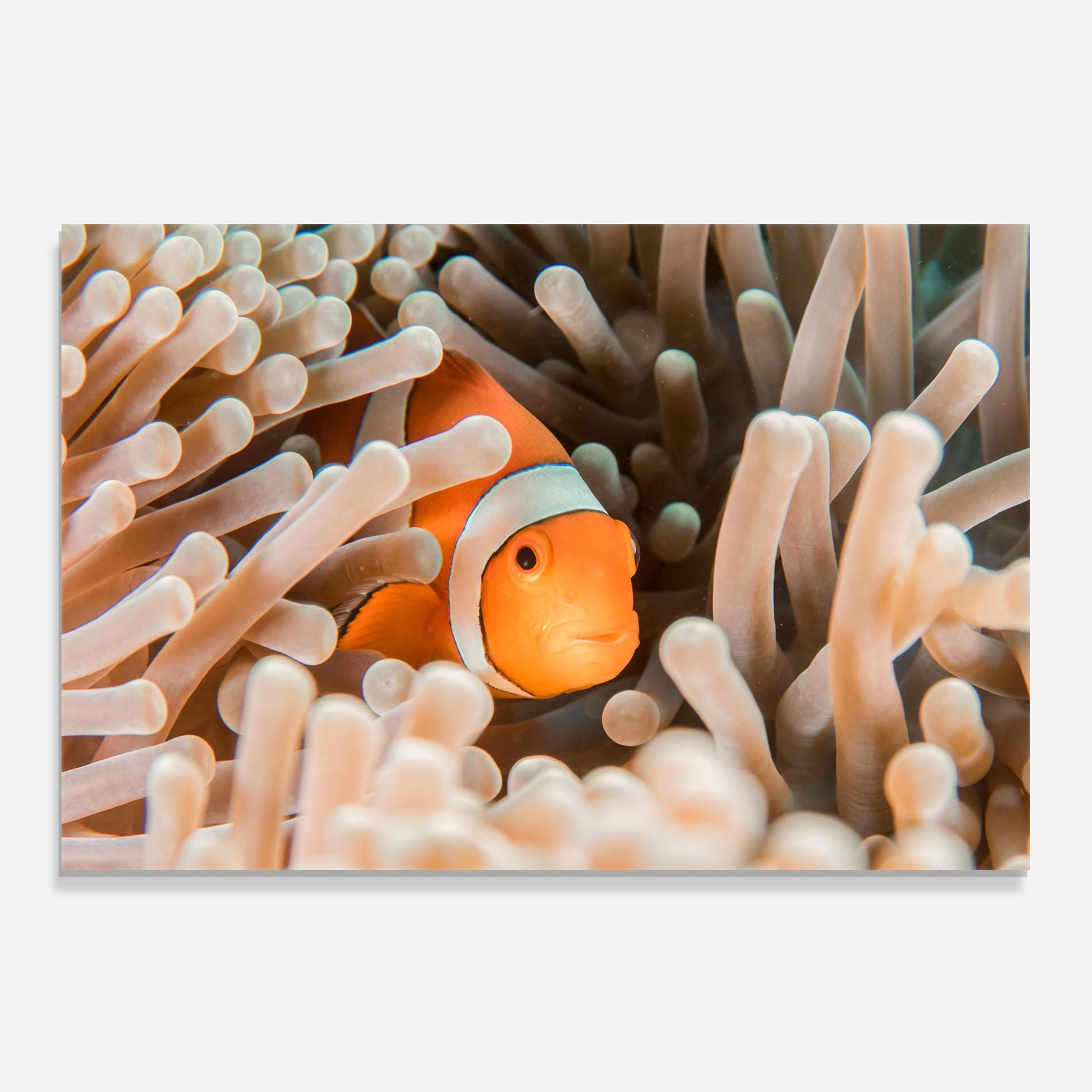 Konyhai üveg hátfal Cute Nemo mockup 0
