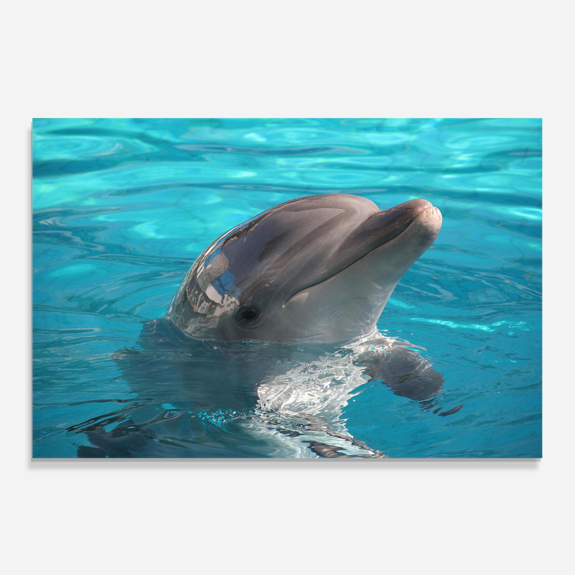 Dolphin Poses mockup 0
