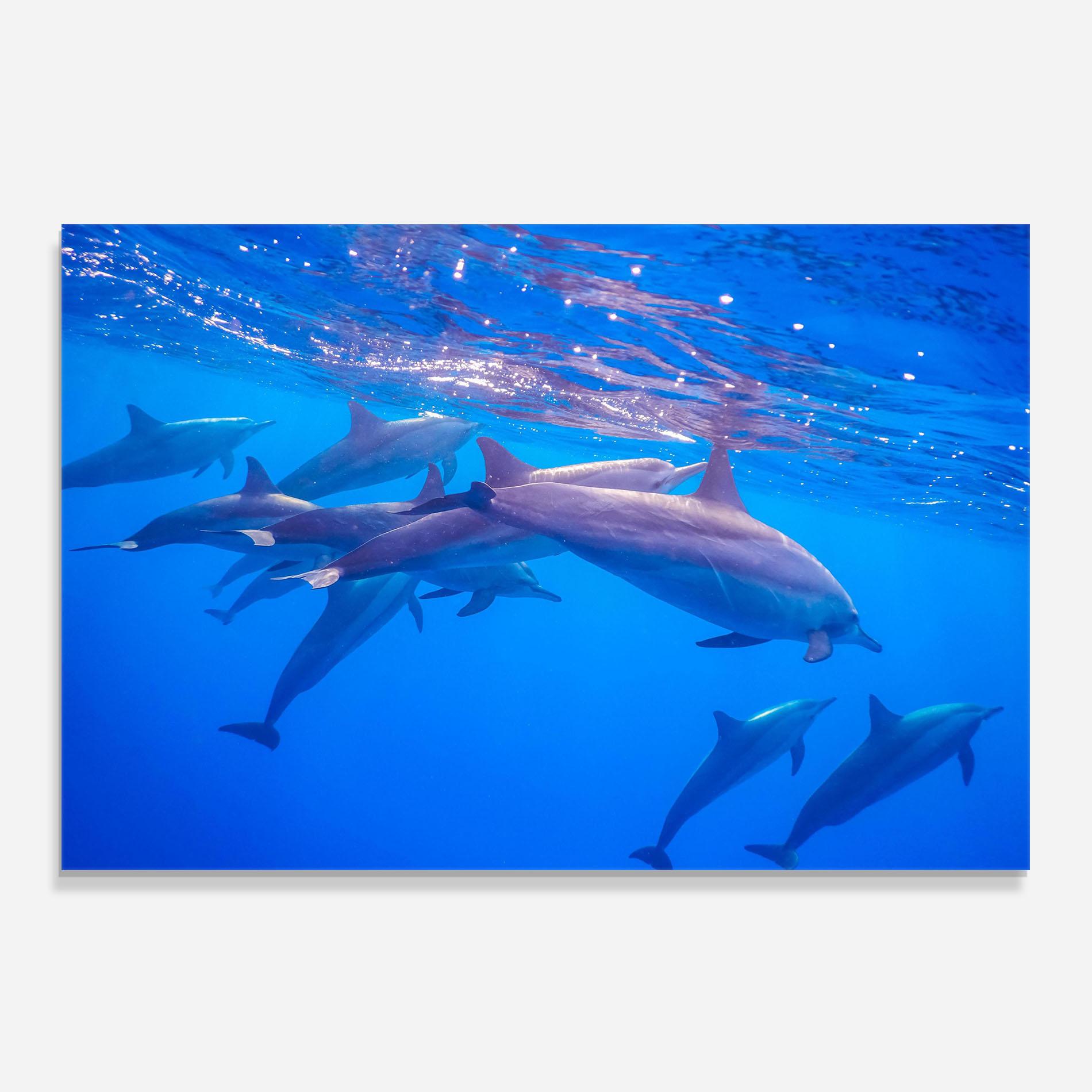 Konyhai üveg hátfal Dolphin Family mockup 0