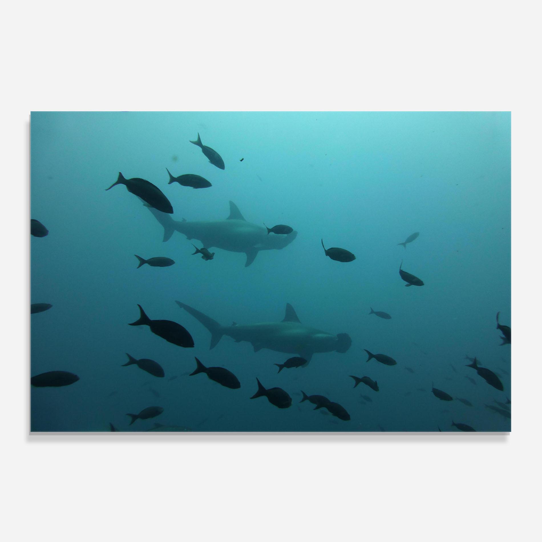 Konyhai üveg hátfal Fish Shilouette mockup 0