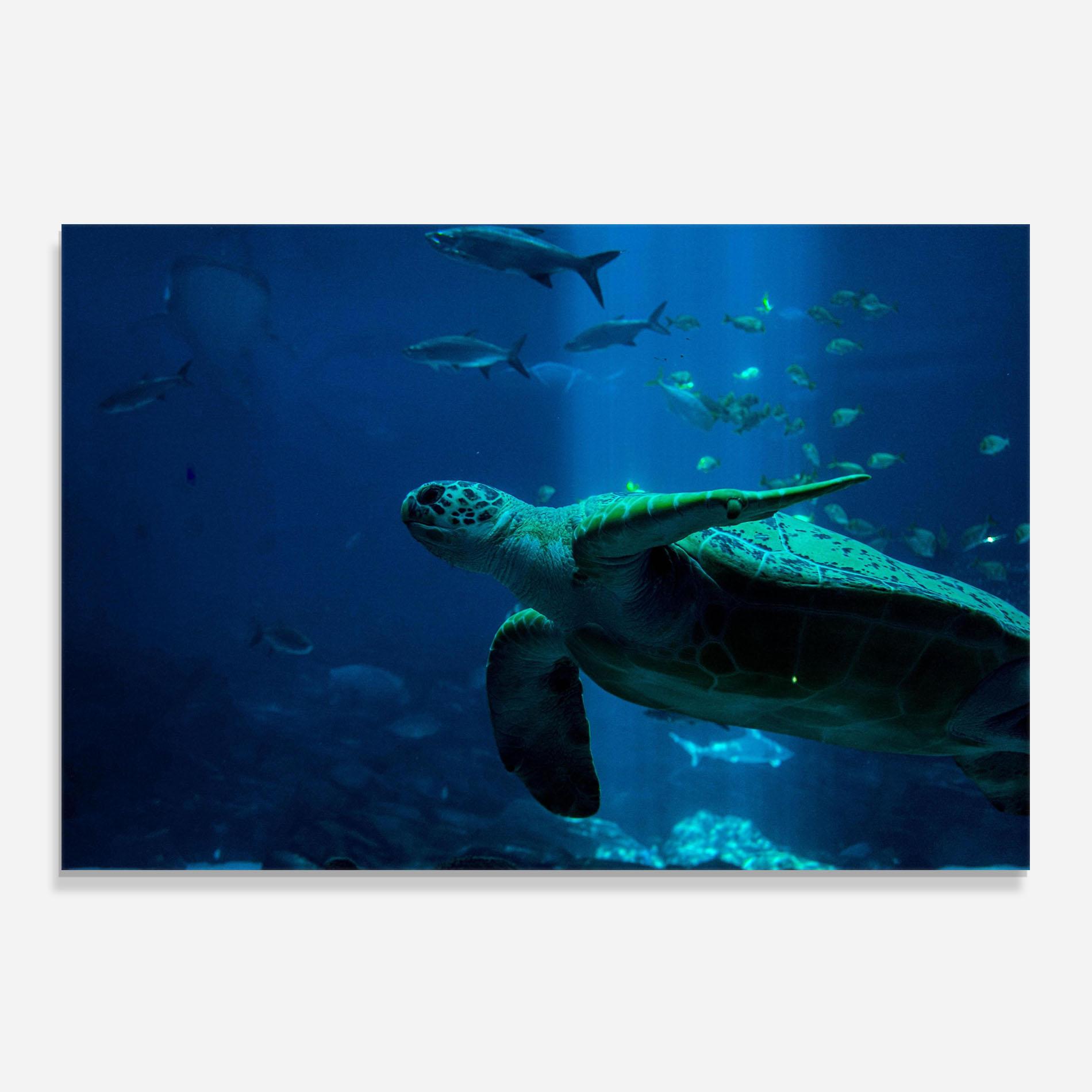 Konyhai üveg hátfal Green Turtule mockup 0