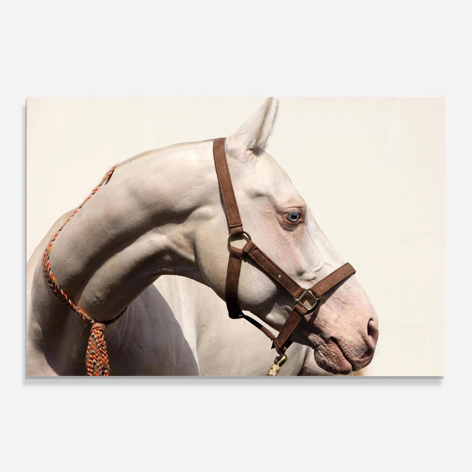 Konyhai üveg hátfal Blue Eye Horse mockup 0