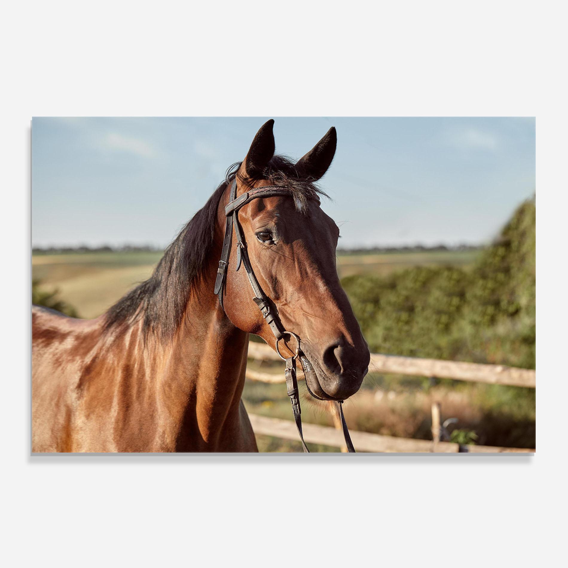 Konyhai üveg hátfal Brown Horse Close Up mockup 0