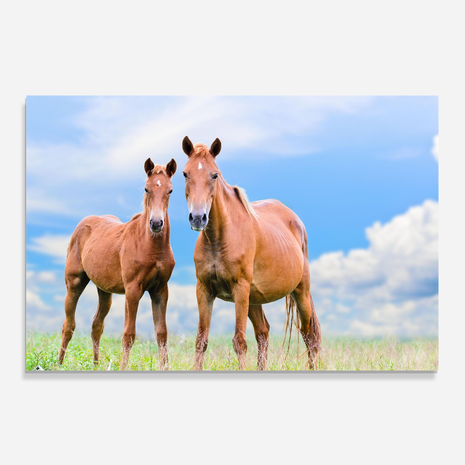 Brown Horse Looking mockup 0