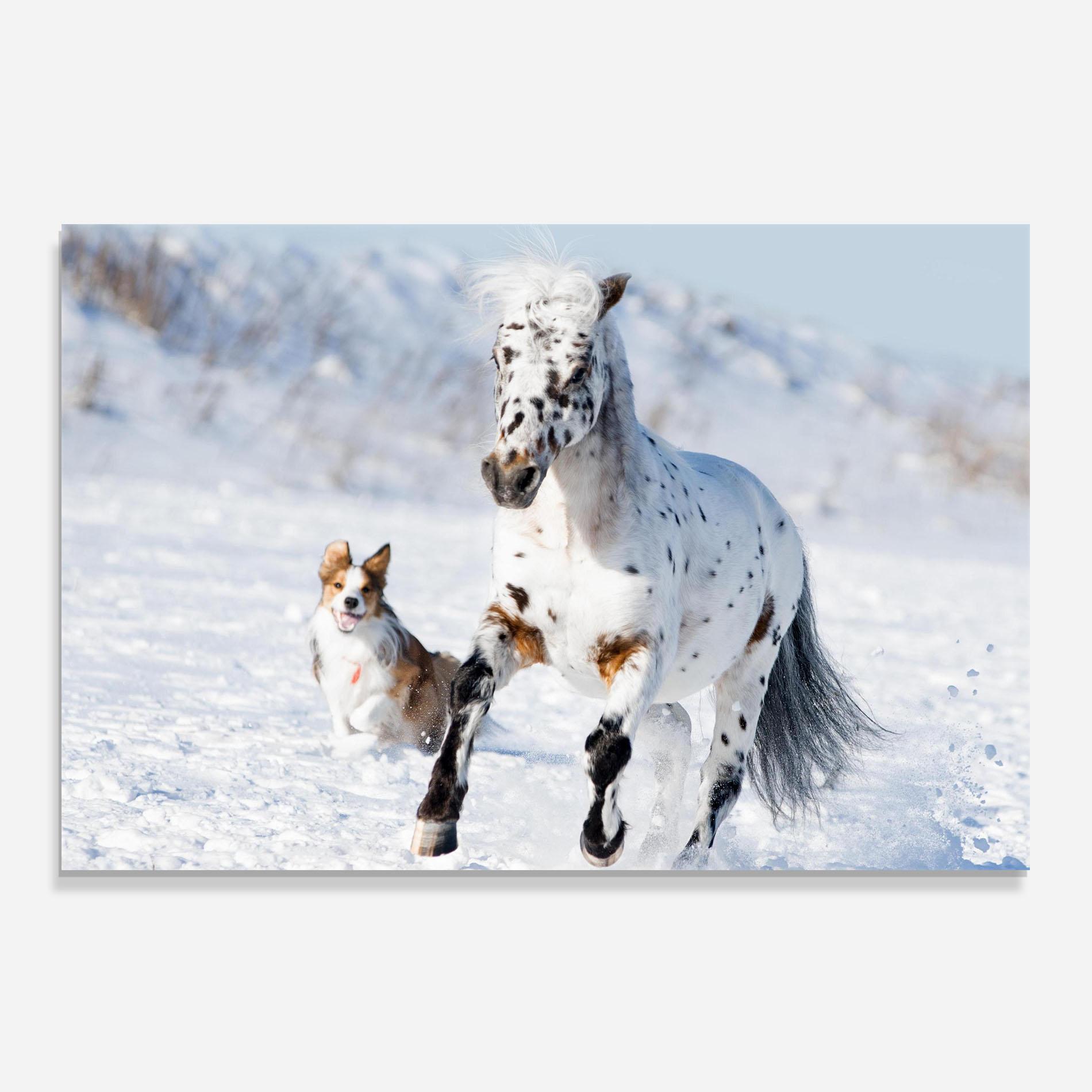 Konyhai üveg hátfal Dog And Horse Running mockup 0