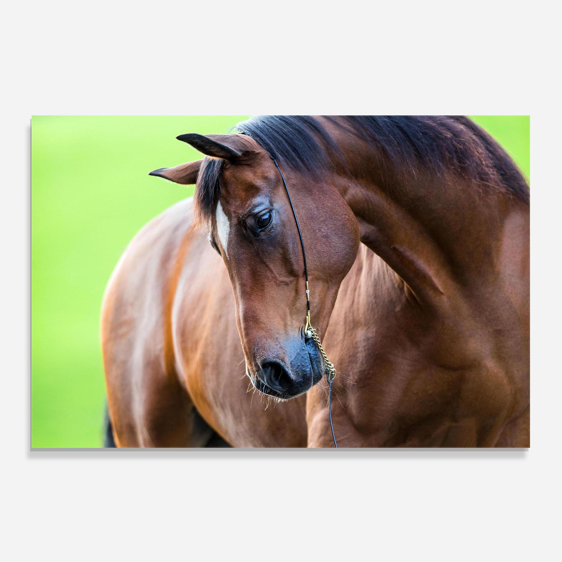 Konyhai üveg hátfal Horse Head Portrait mockup 0