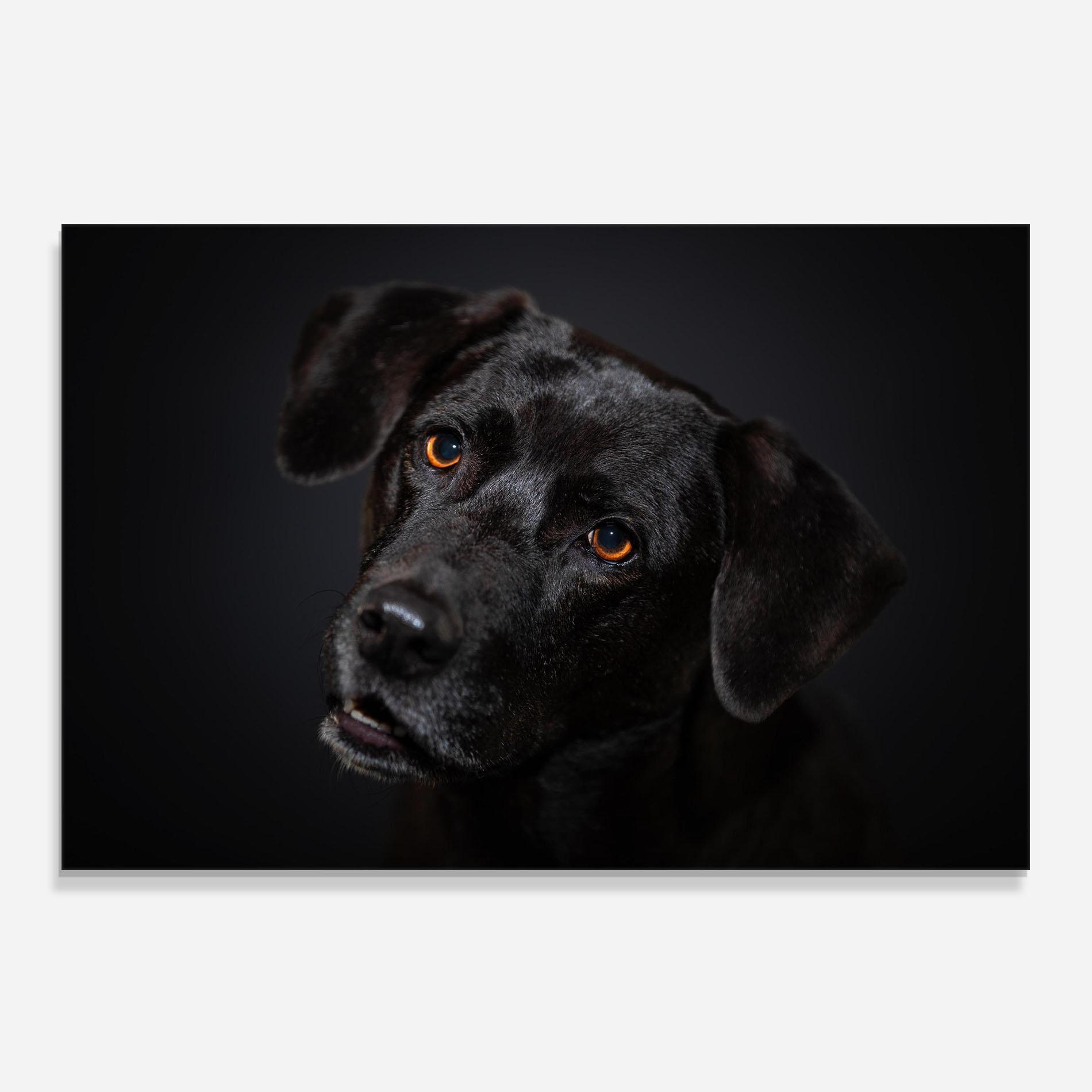 Konyhai üveg hátfal Black Dog Portrait mockup 0