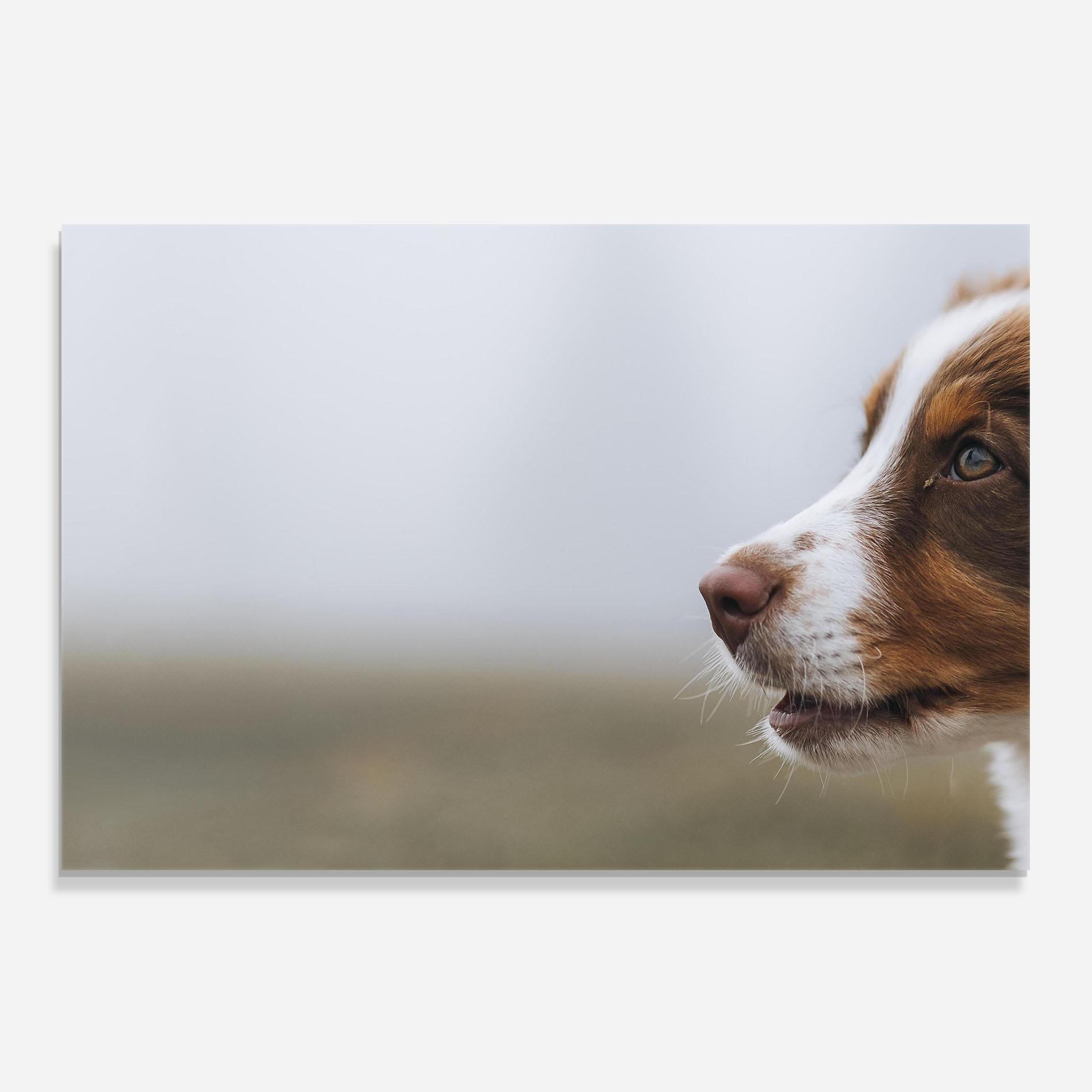Konyhai üveg hátfal Brown White Dog mockup 0
