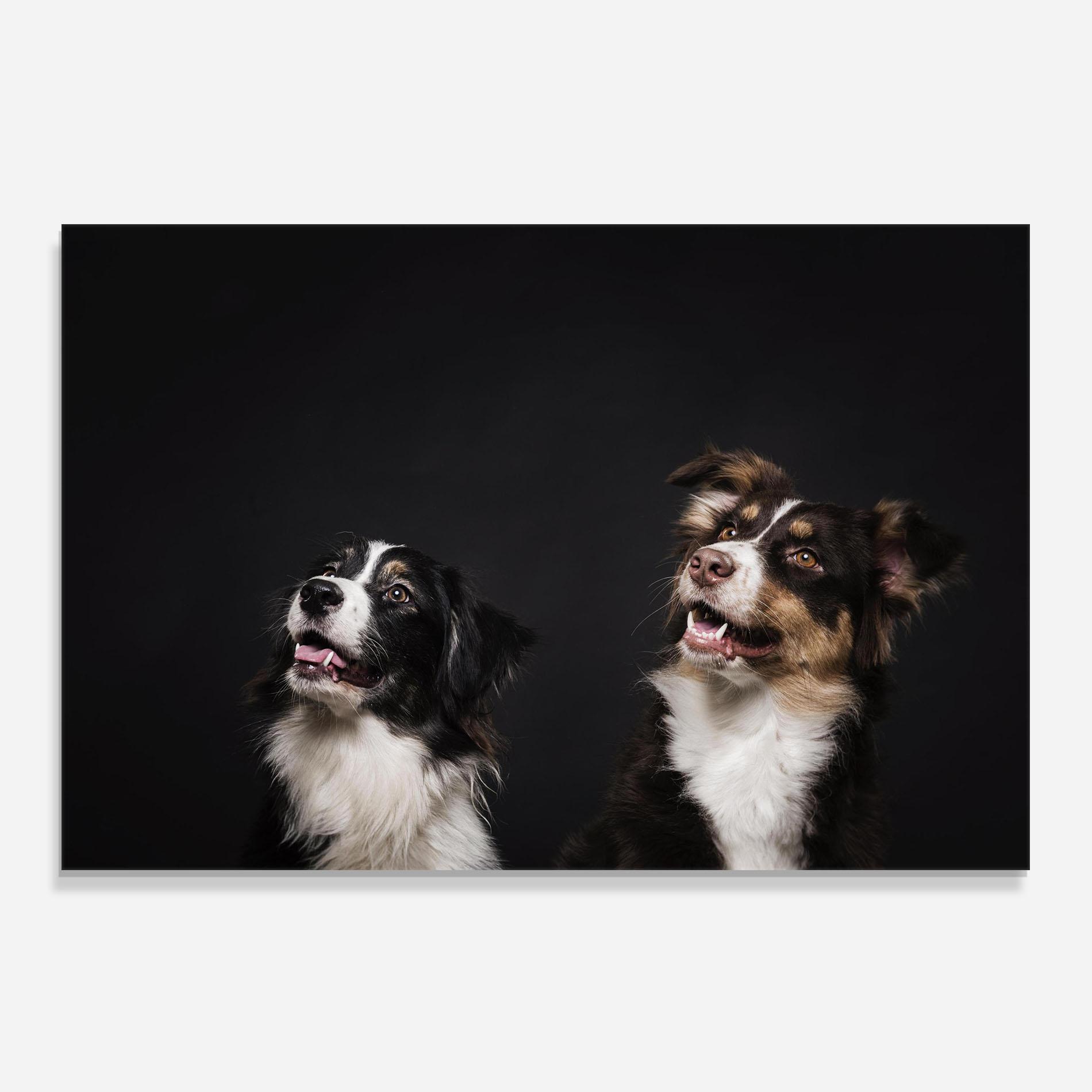 Konyhai üveg hátfal Cute Dogs Standing mockup 0