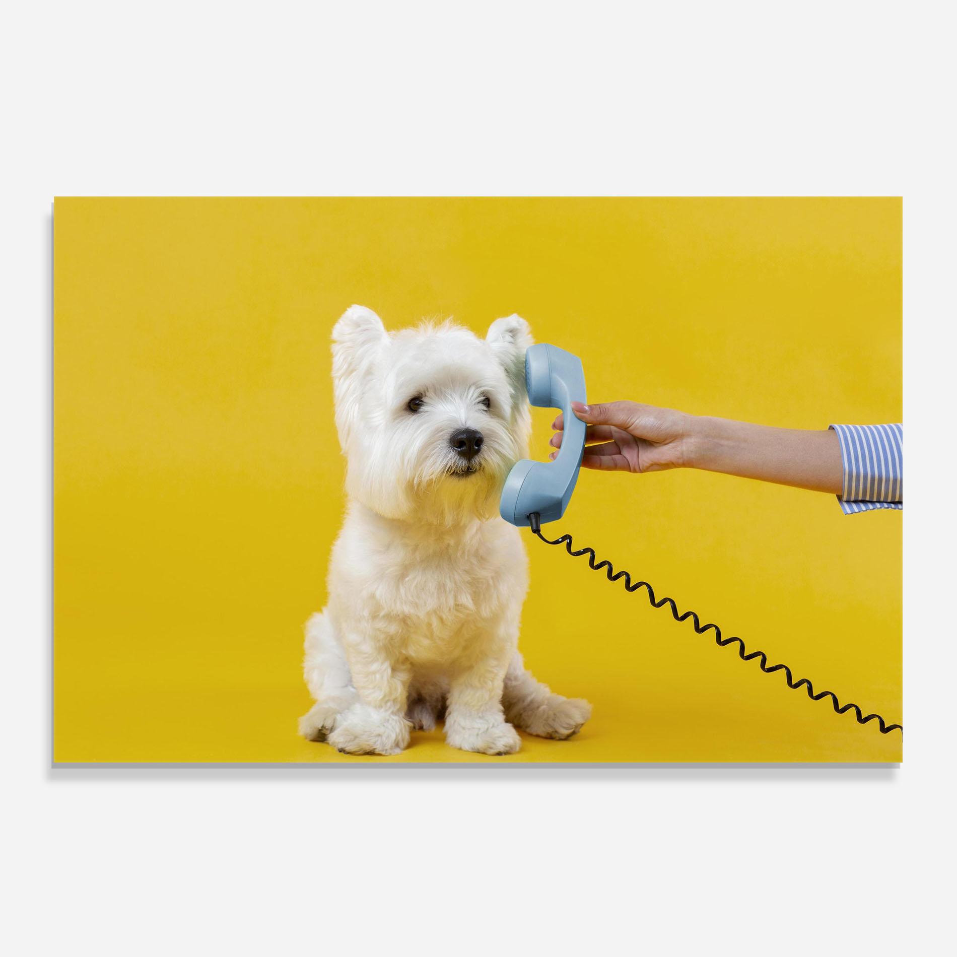 Konyhai üveg hátfal Cute Little Dog mockup 0