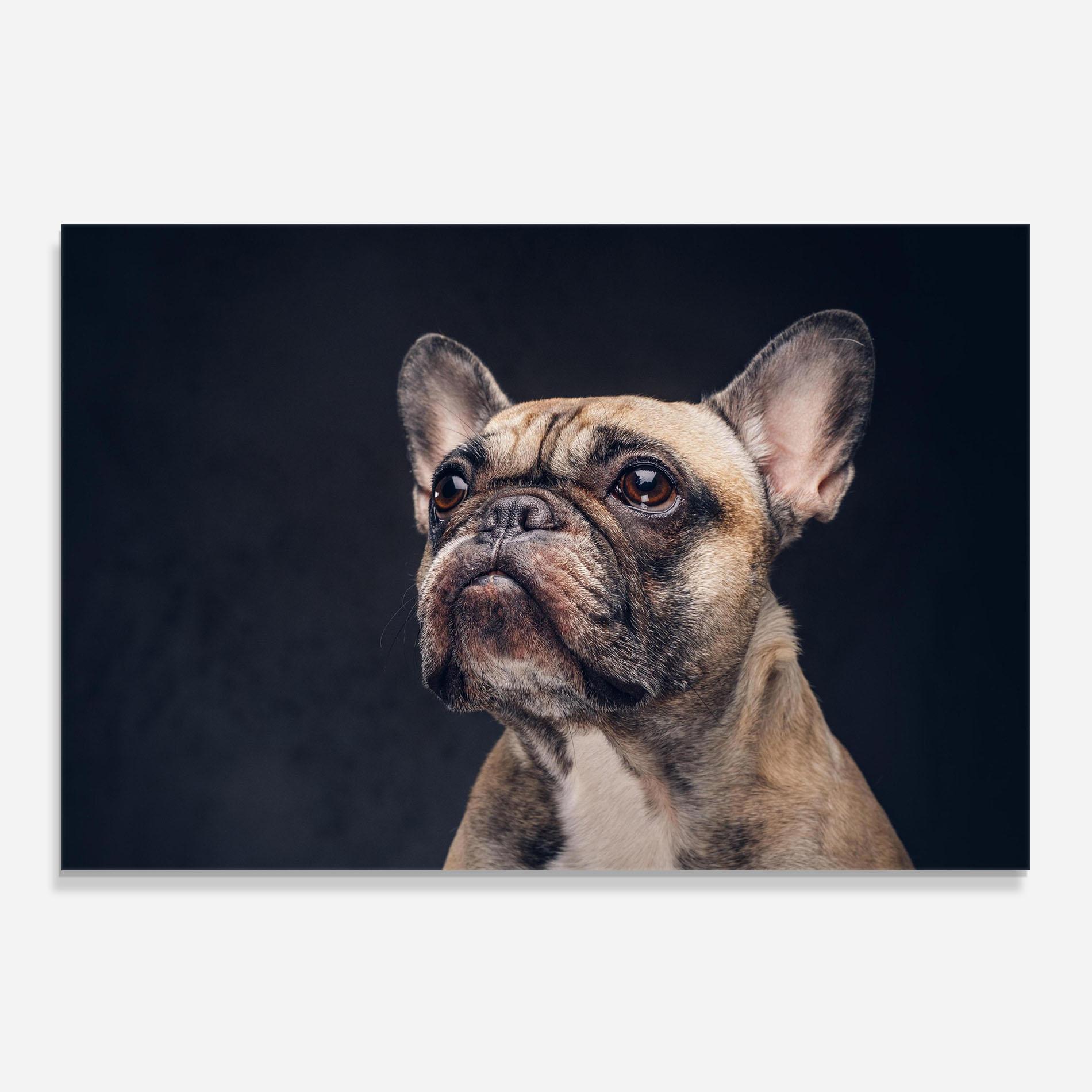 Konyhai üveg hátfal Dog Looking Up mockup 0