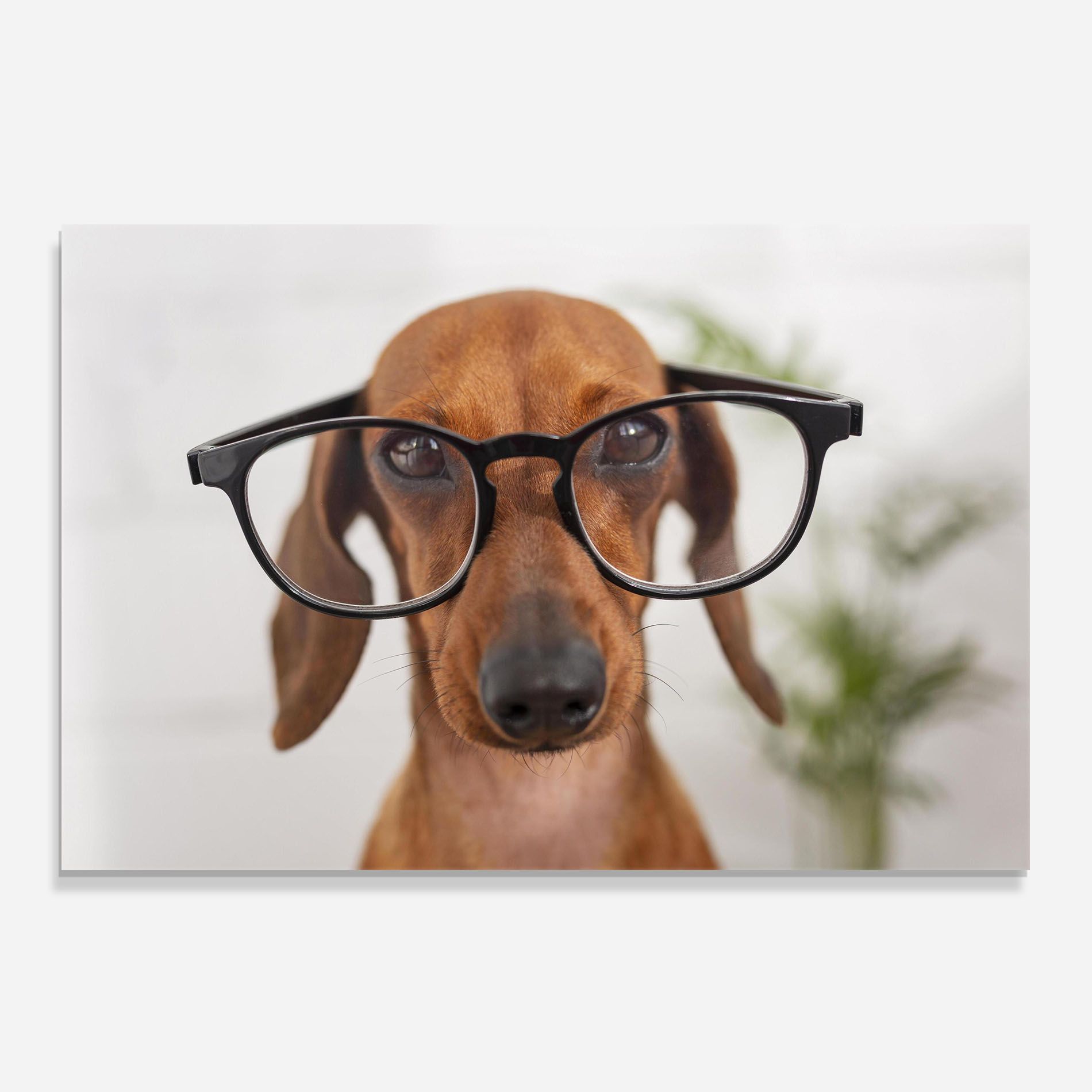 Dog Wearing Glasses mockup 0