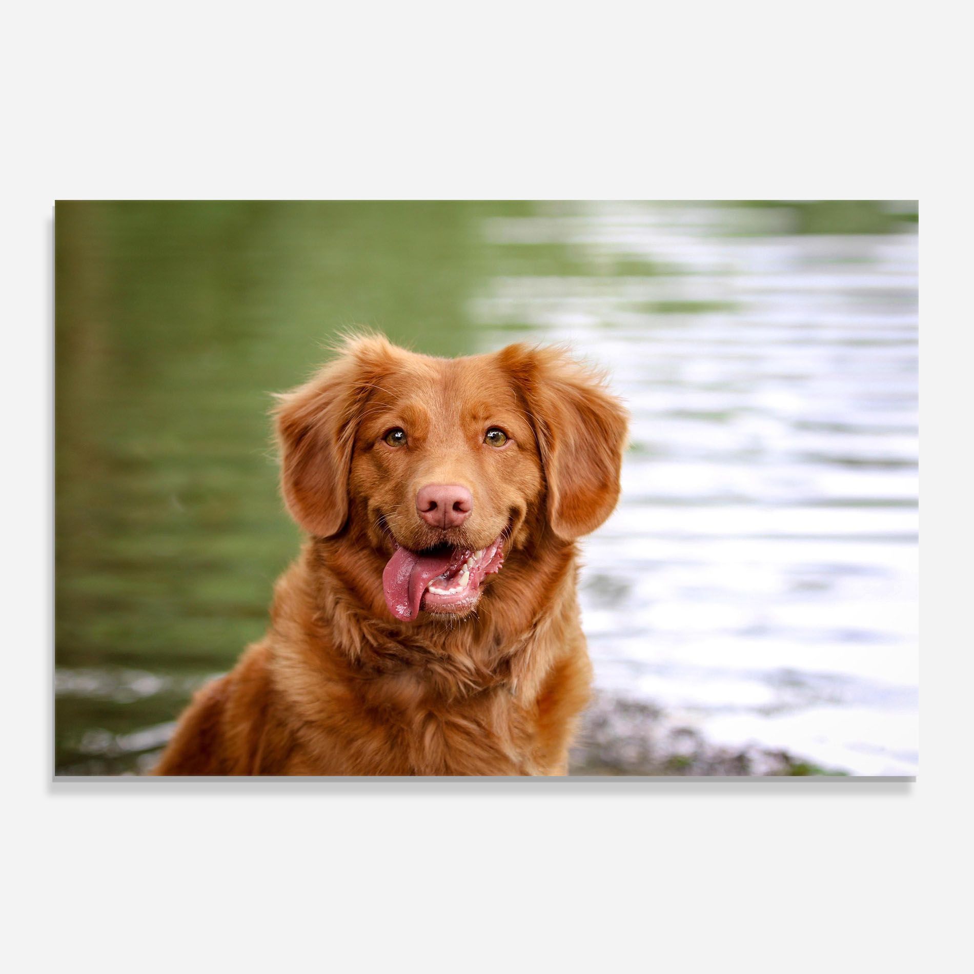 Gren Water Dog mockup 0