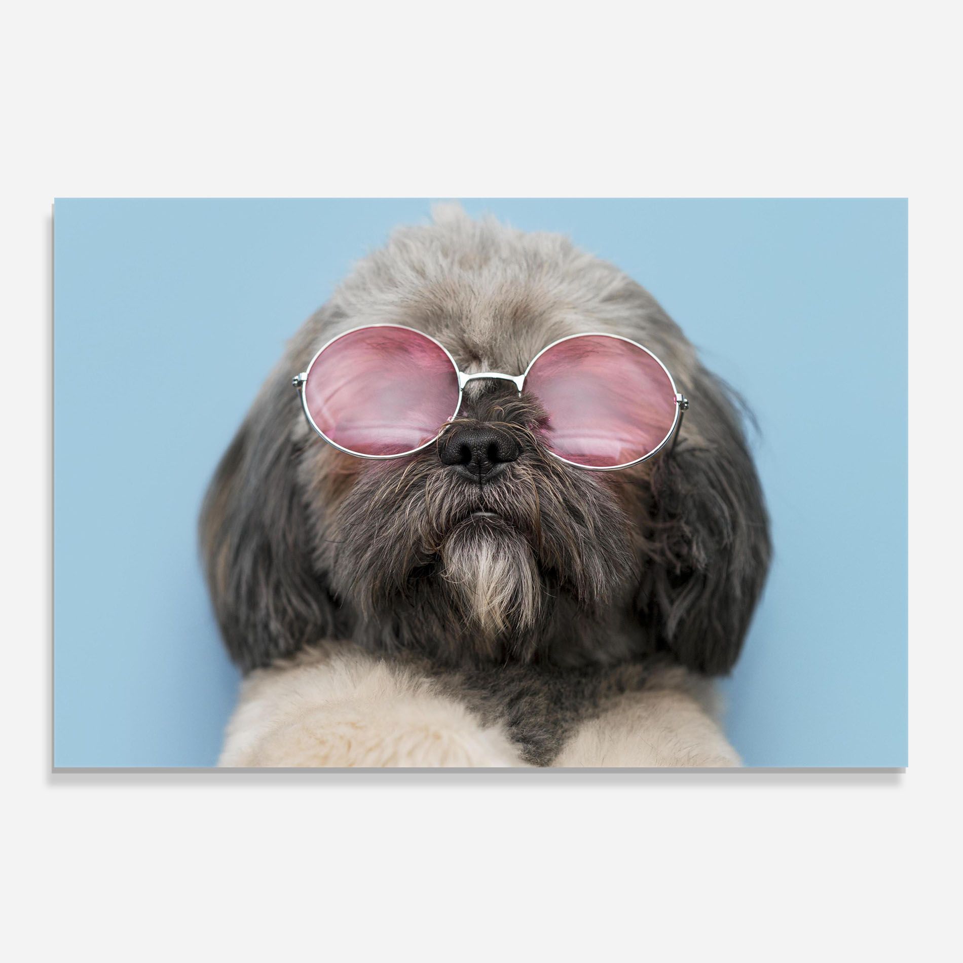 Grey Dog On Blue mockup 0