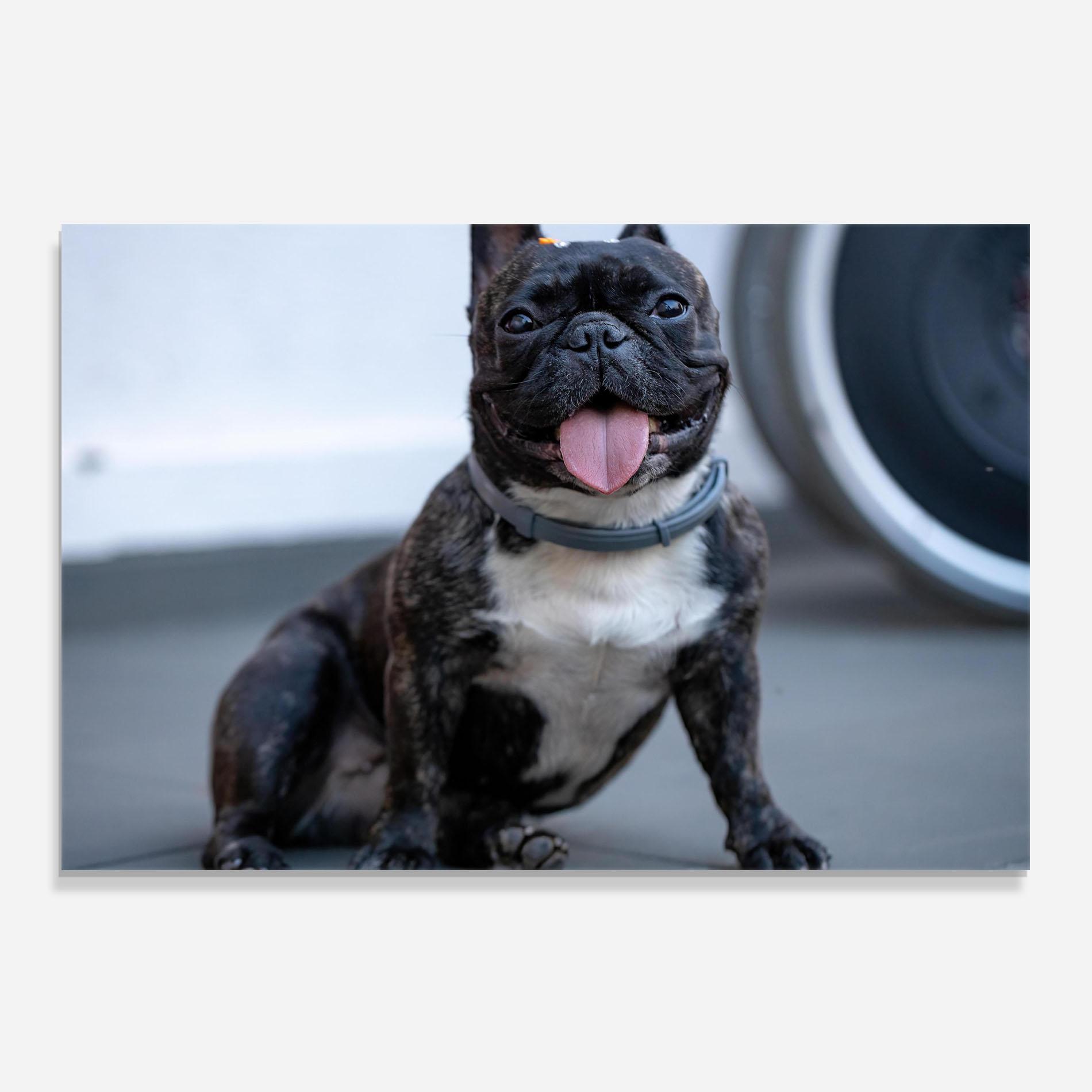 Konyhai üveg hátfal Happy Black Dog mockup 0