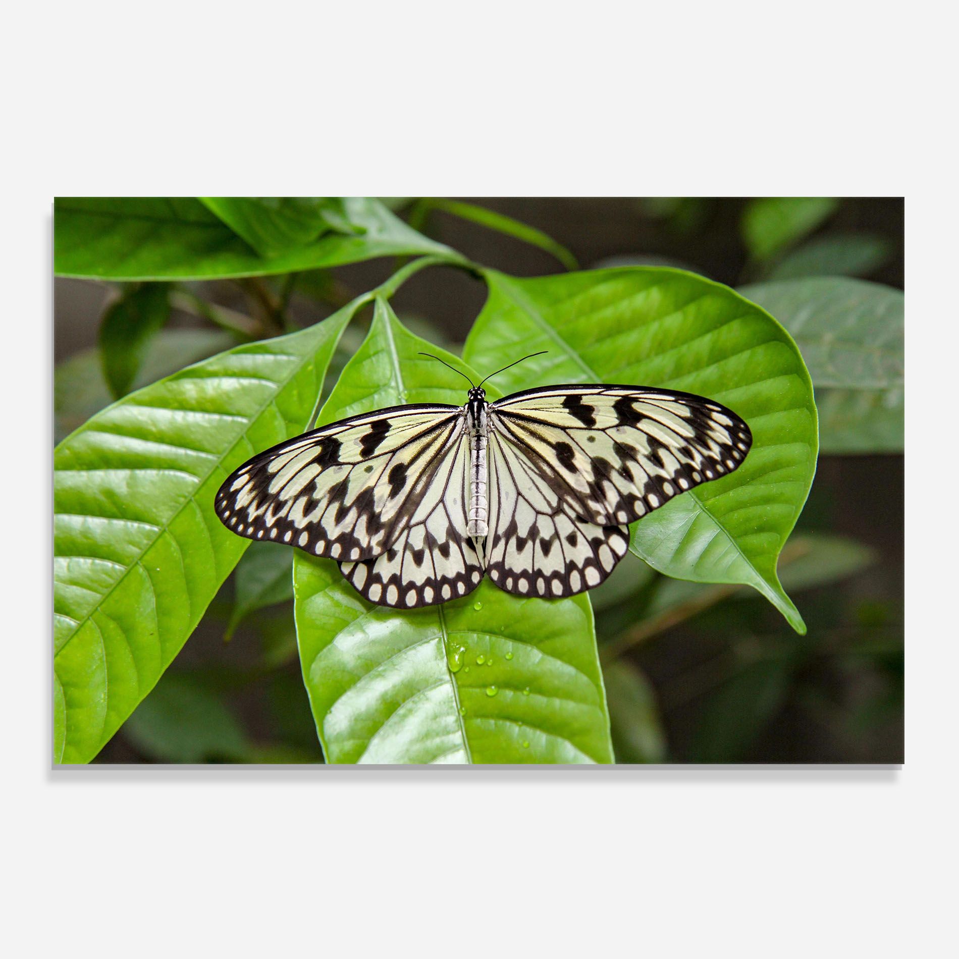 Beautiful White Butterfly mockup 0
