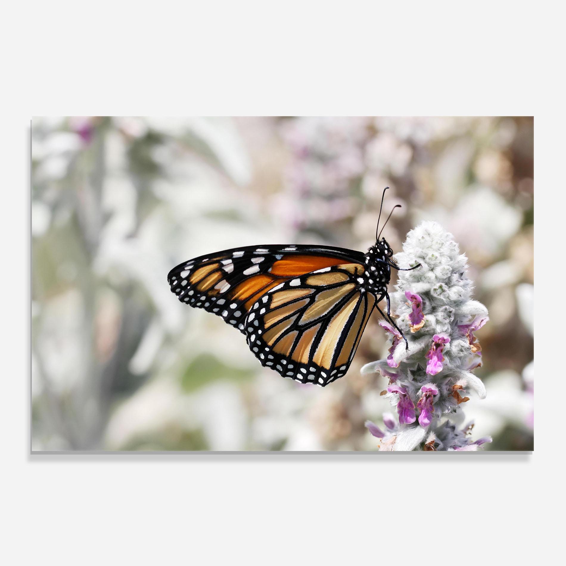 Konyhai üveg hátfal Beauty Butterfly mockup 0