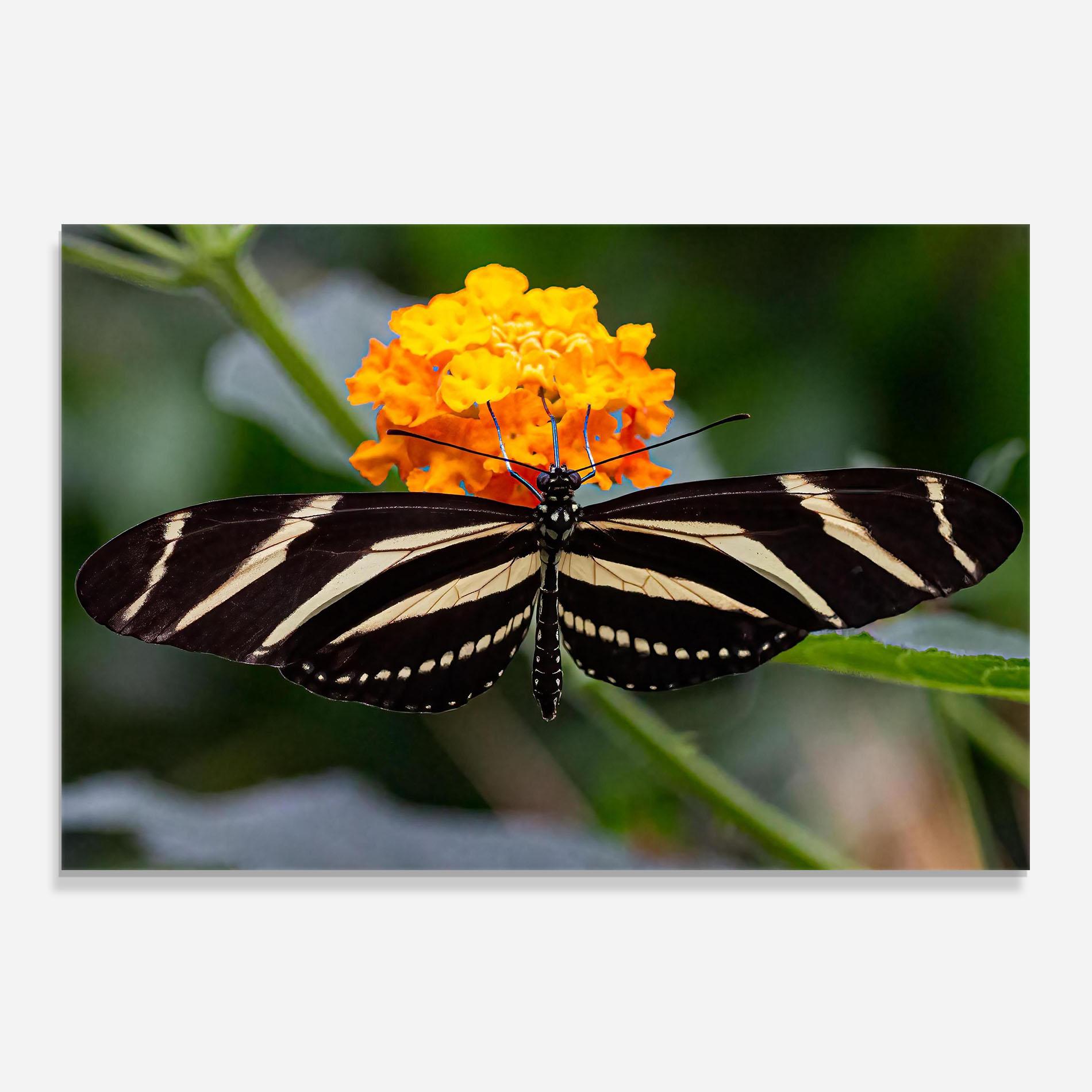 Konyhai üveg hátfal Big Wings Butterfly mockup 0