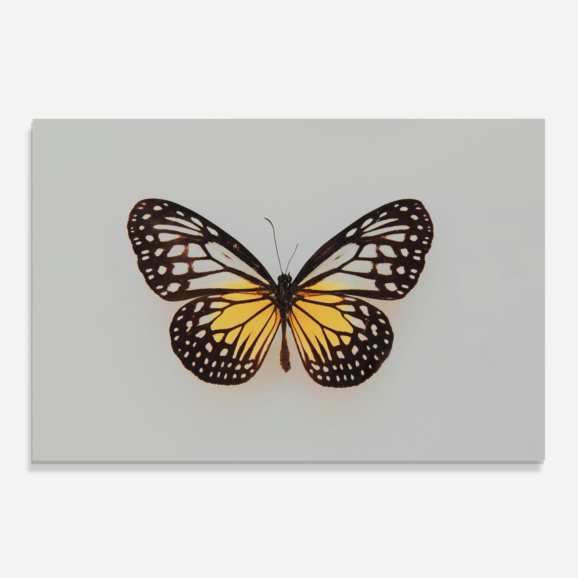 Konyhai üveg hátfal Butterfly On Grey mockup 0