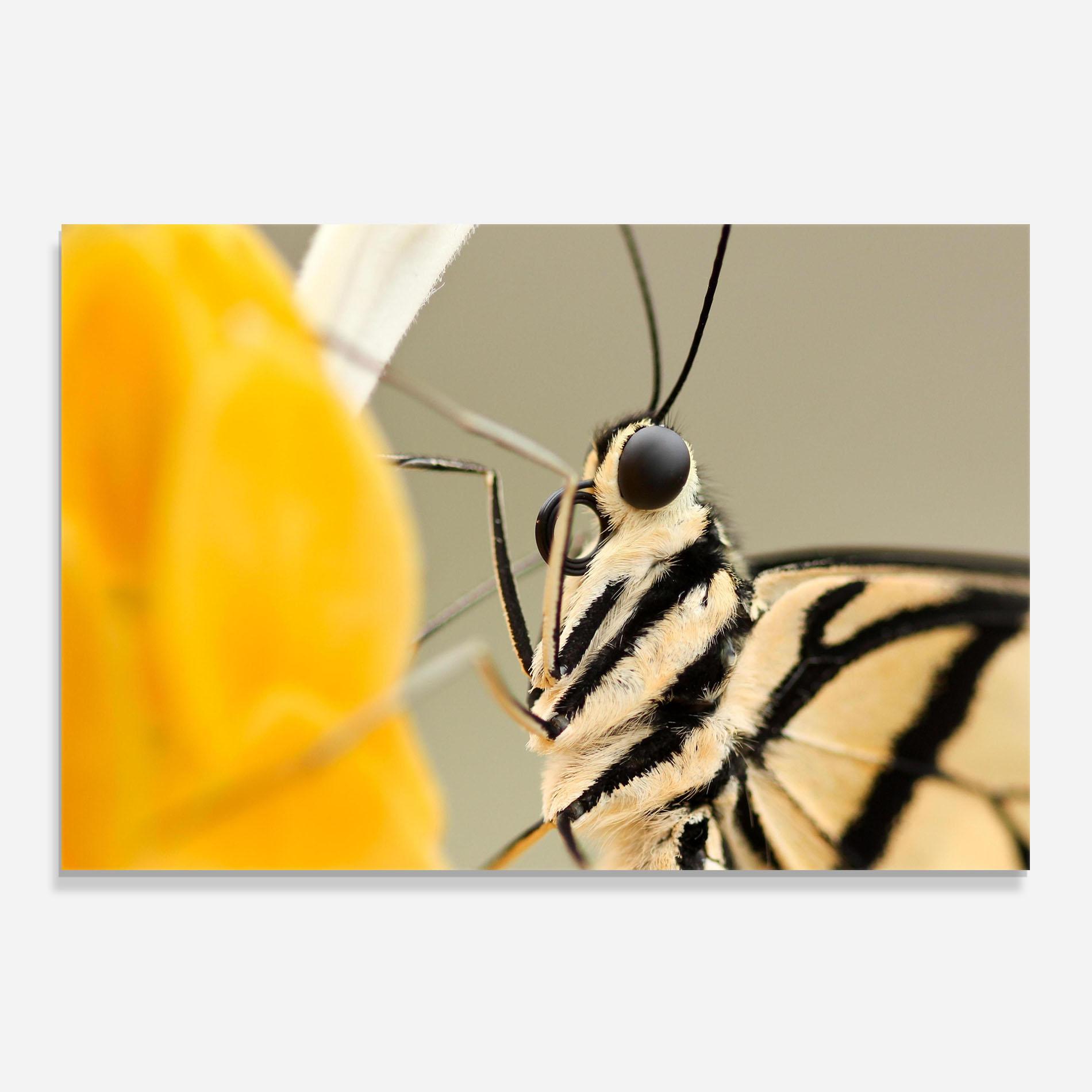 Konyhai üveg hátfal Close Up Cream Butterfly mockup 0