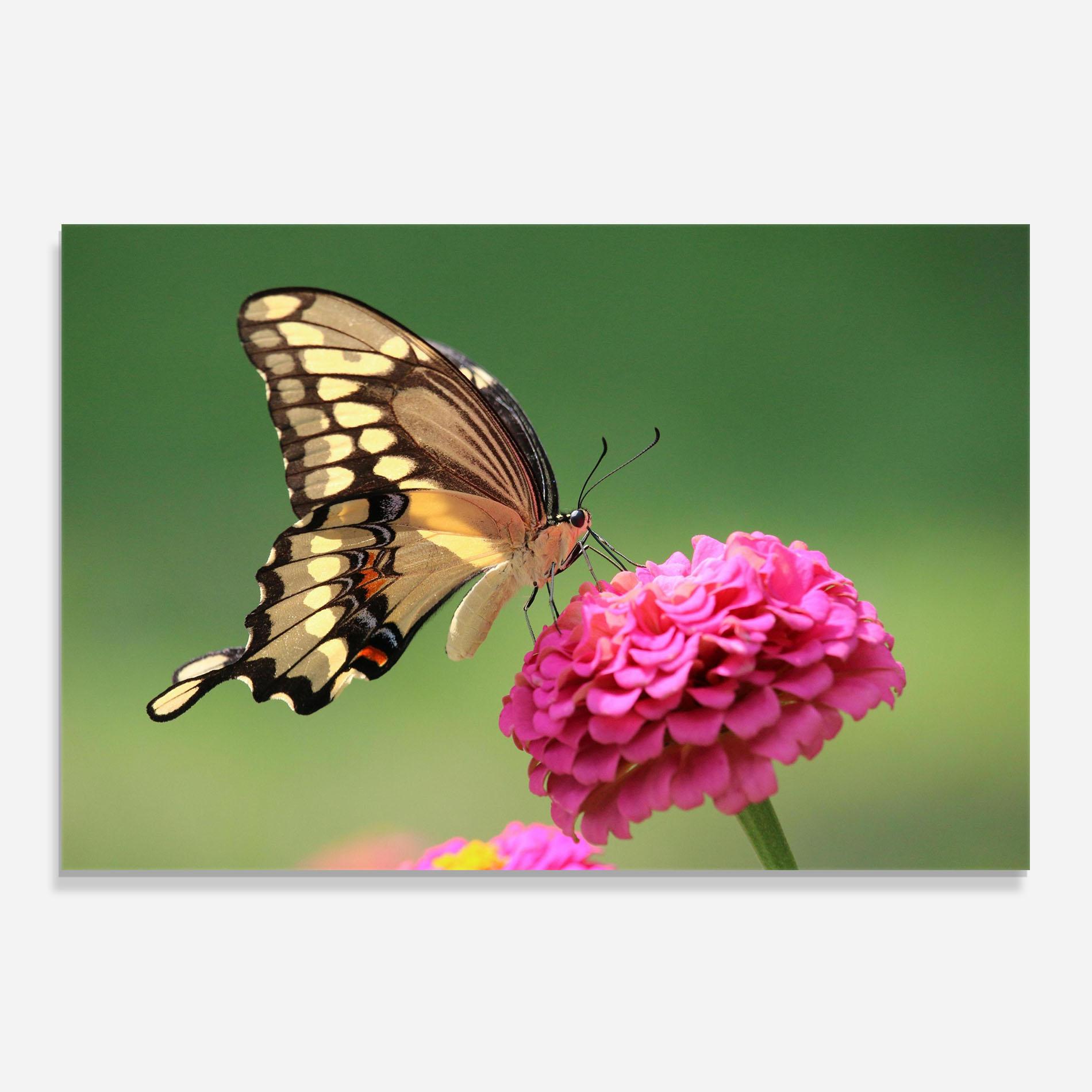 Konyhai üveg hátfal Cute Cream Butterfly mockup 0