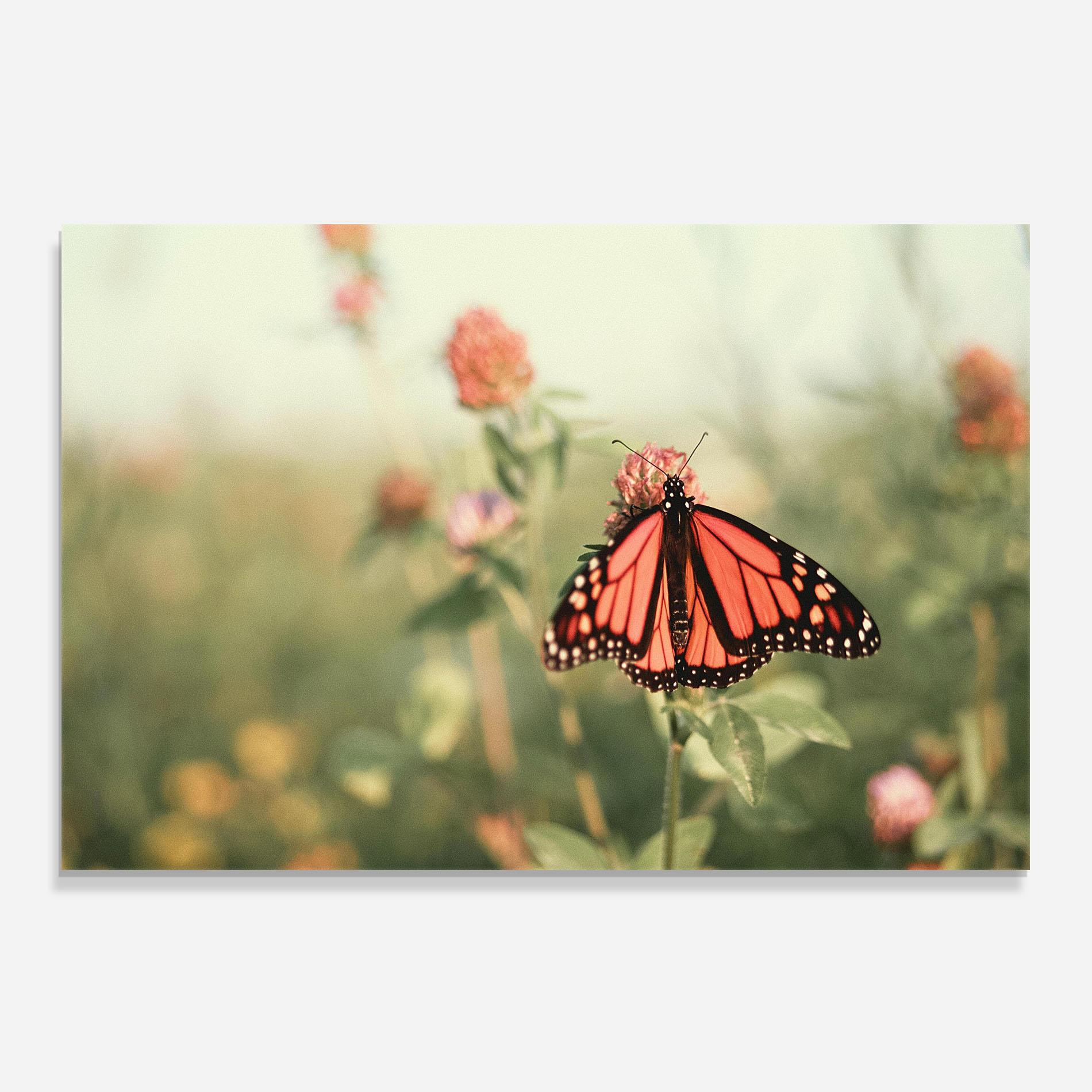 Konyhai üveg hátfal Light Red Butterfly mockup 0
