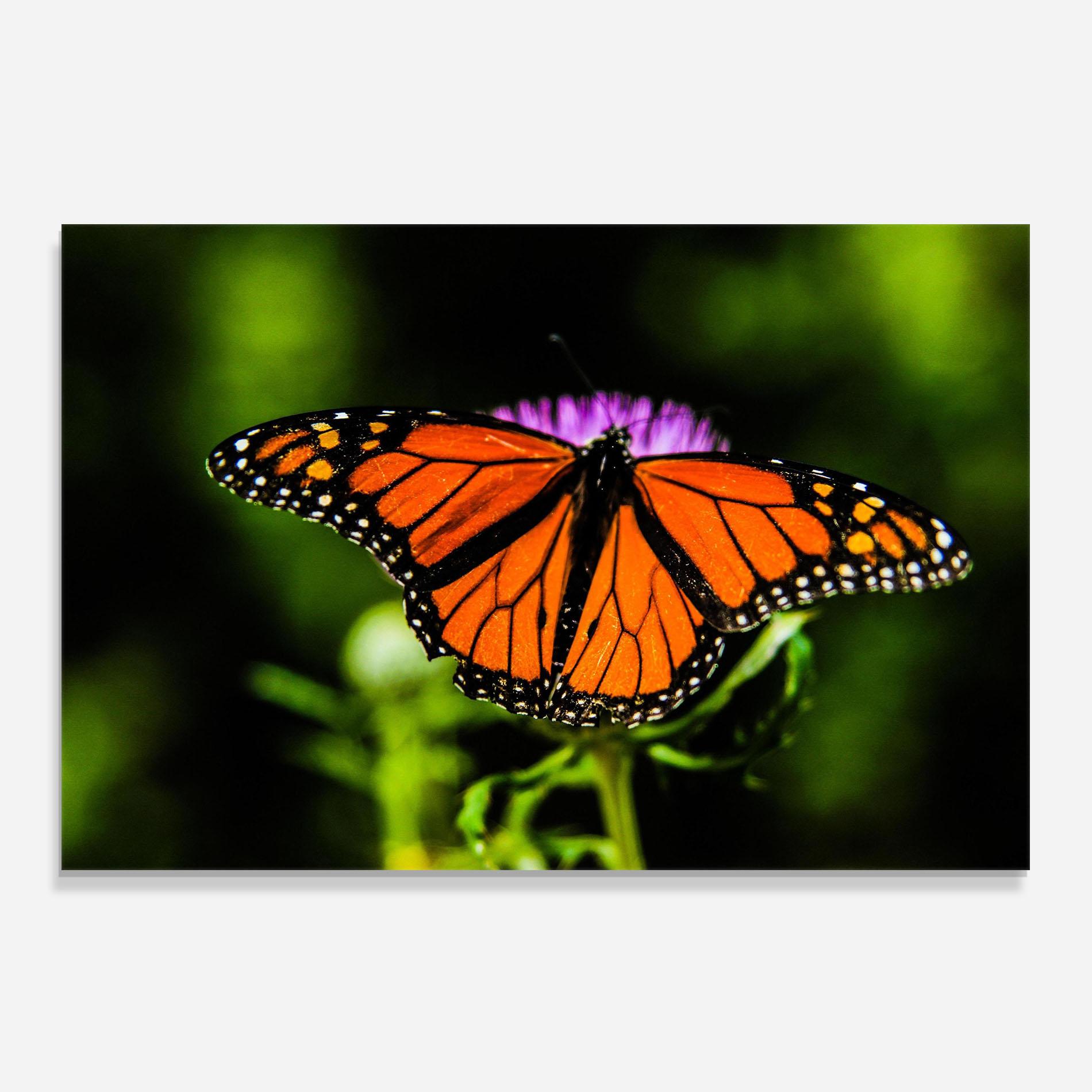 Konyhai üveg hátfal Orange Open Butterfly mockup 0