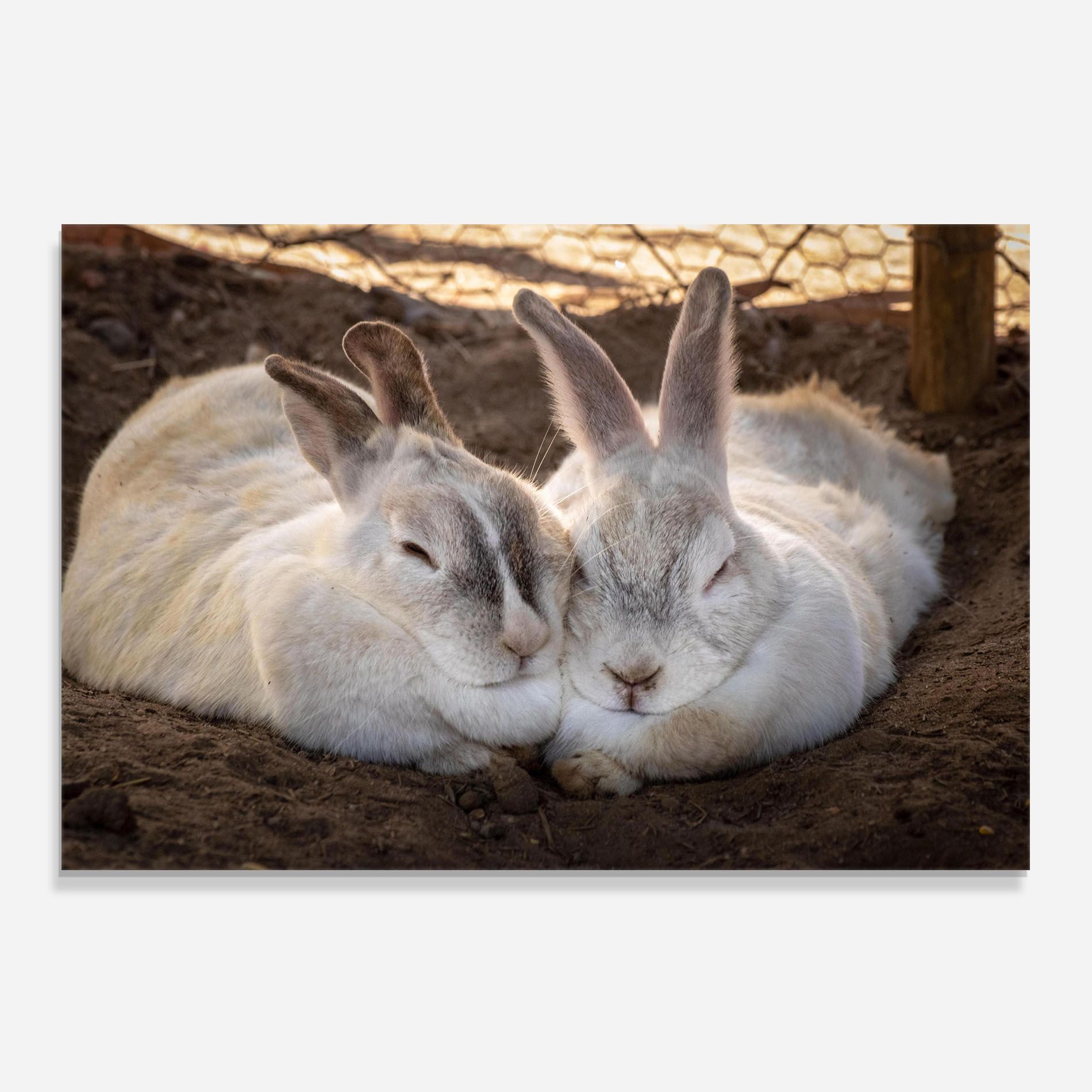 Light Grey Bunny Sleeping mockup 0