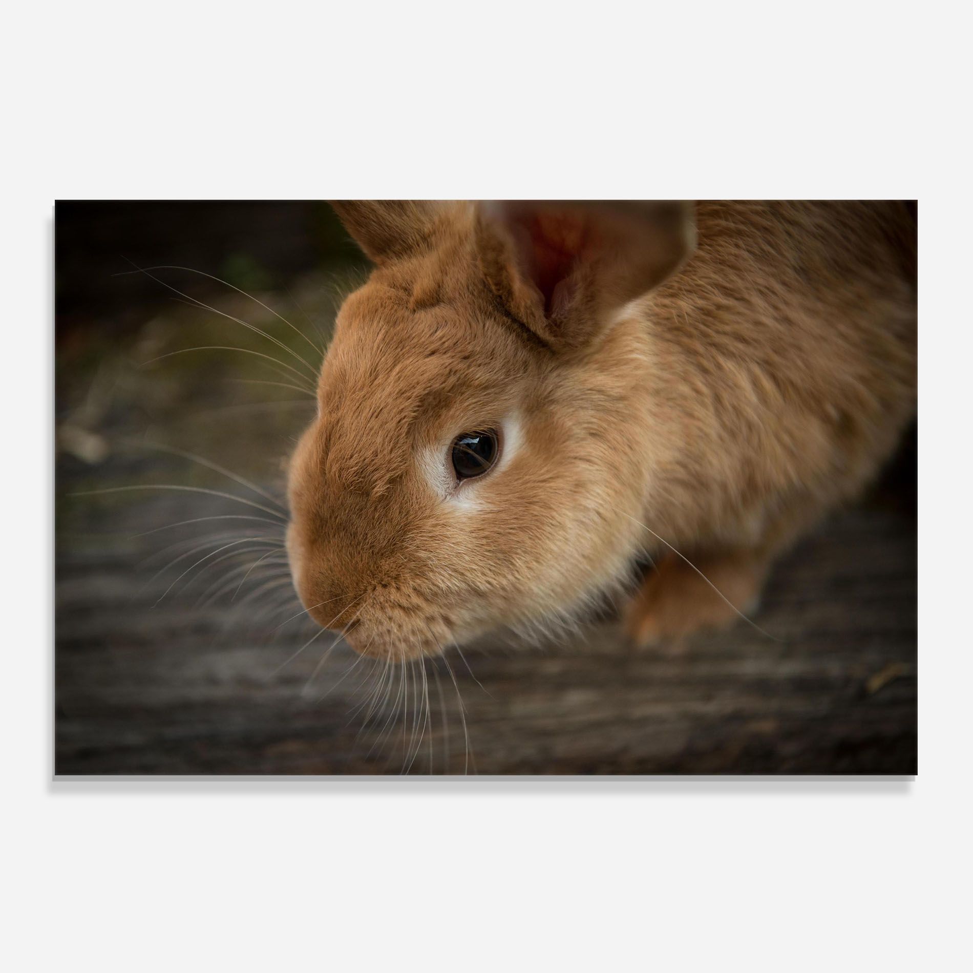 Orange Bunny Looking mockup 0