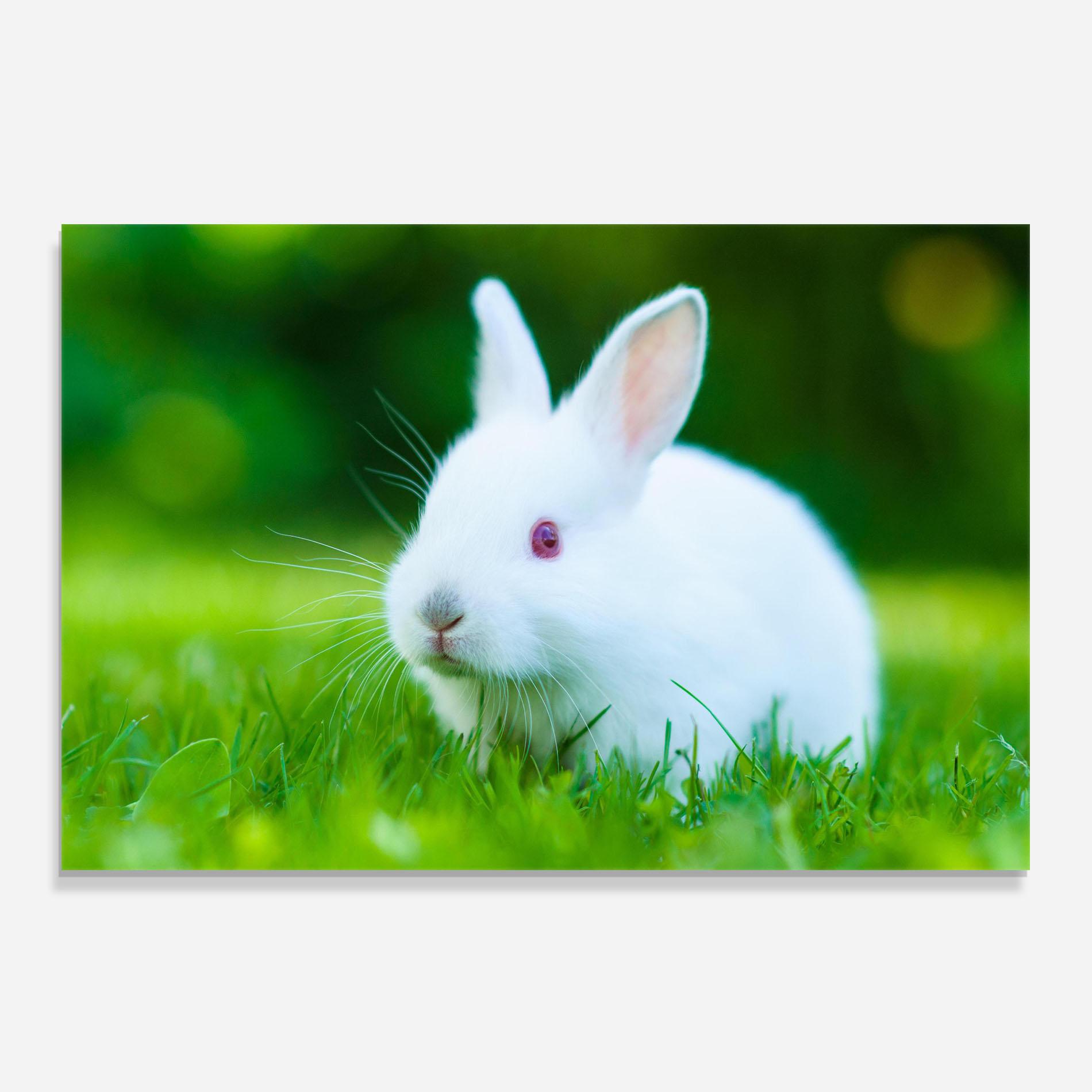 Konyhai üveg hátfal Red Eye Bunny mockup 0