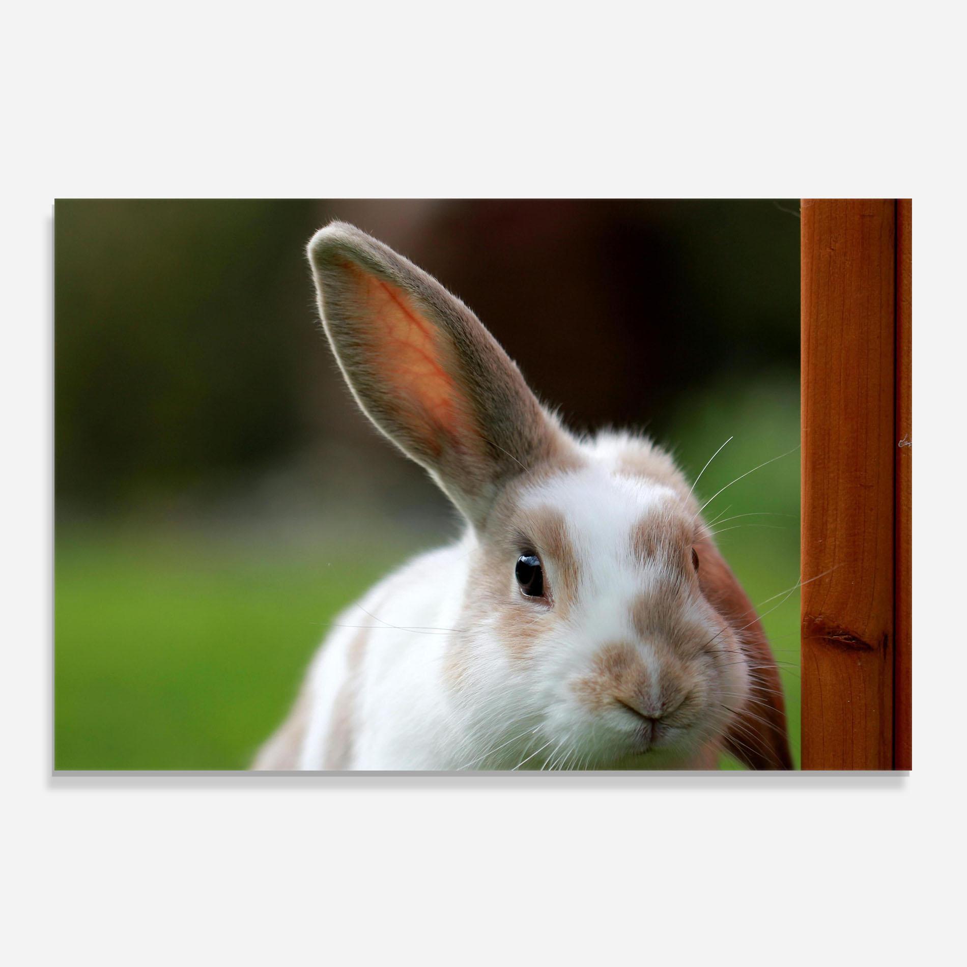 Konyhai üveg hátfal Up Ear Bunny mockup 0