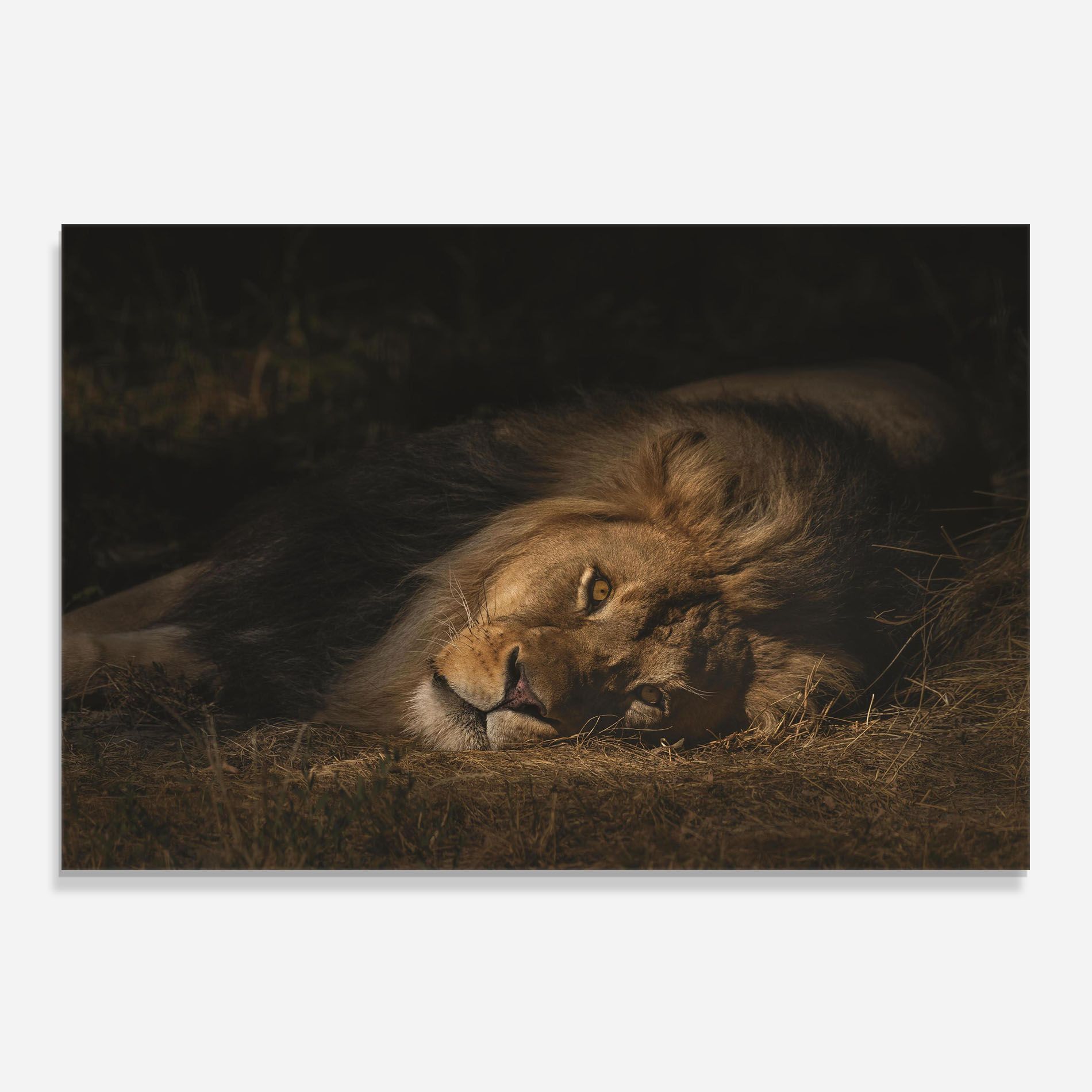 Lion Laying Down mockup 0
