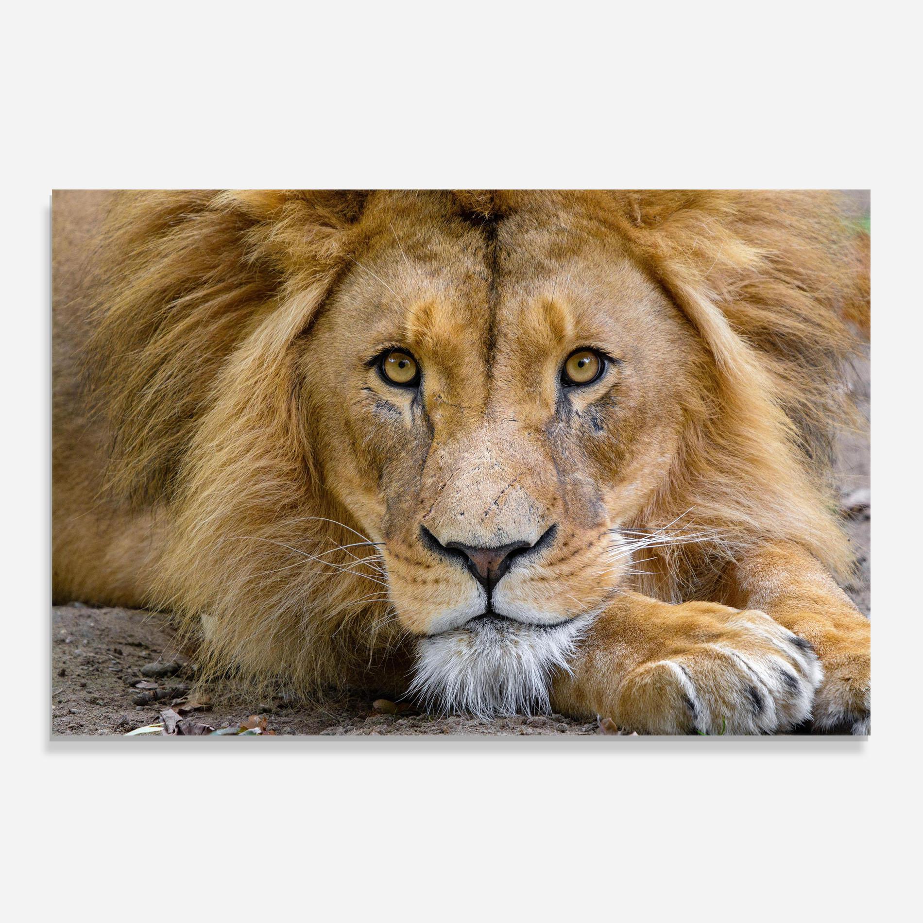 Konyhai üveg hátfal Lion Looking mockup 0