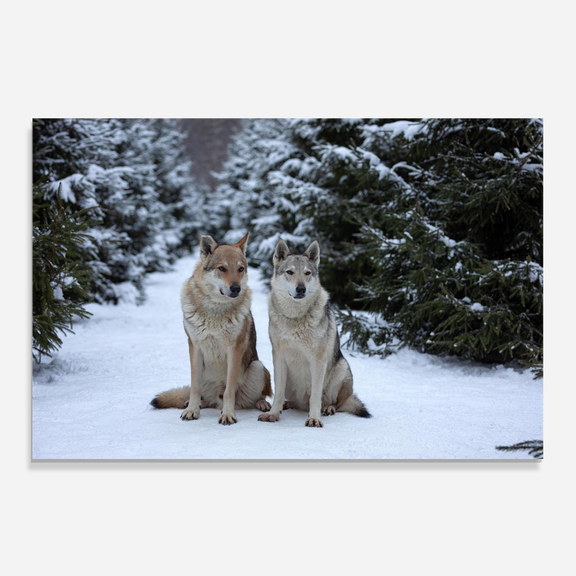 Konyhai üveg hátfal 2 Wolfs Sitting mockup 0