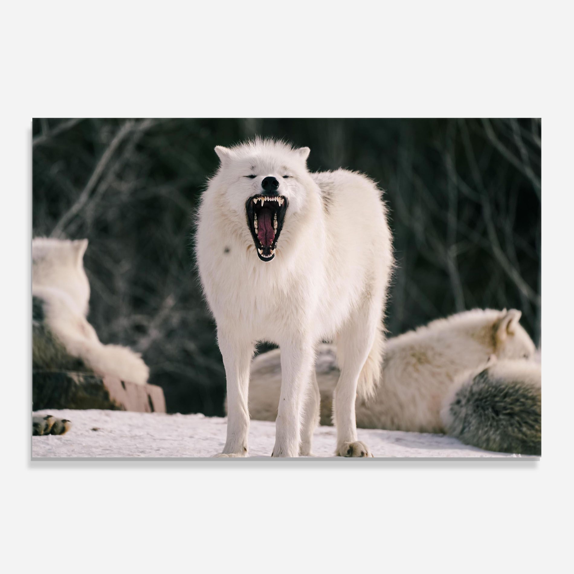 Laughing White Wolf mockup 0