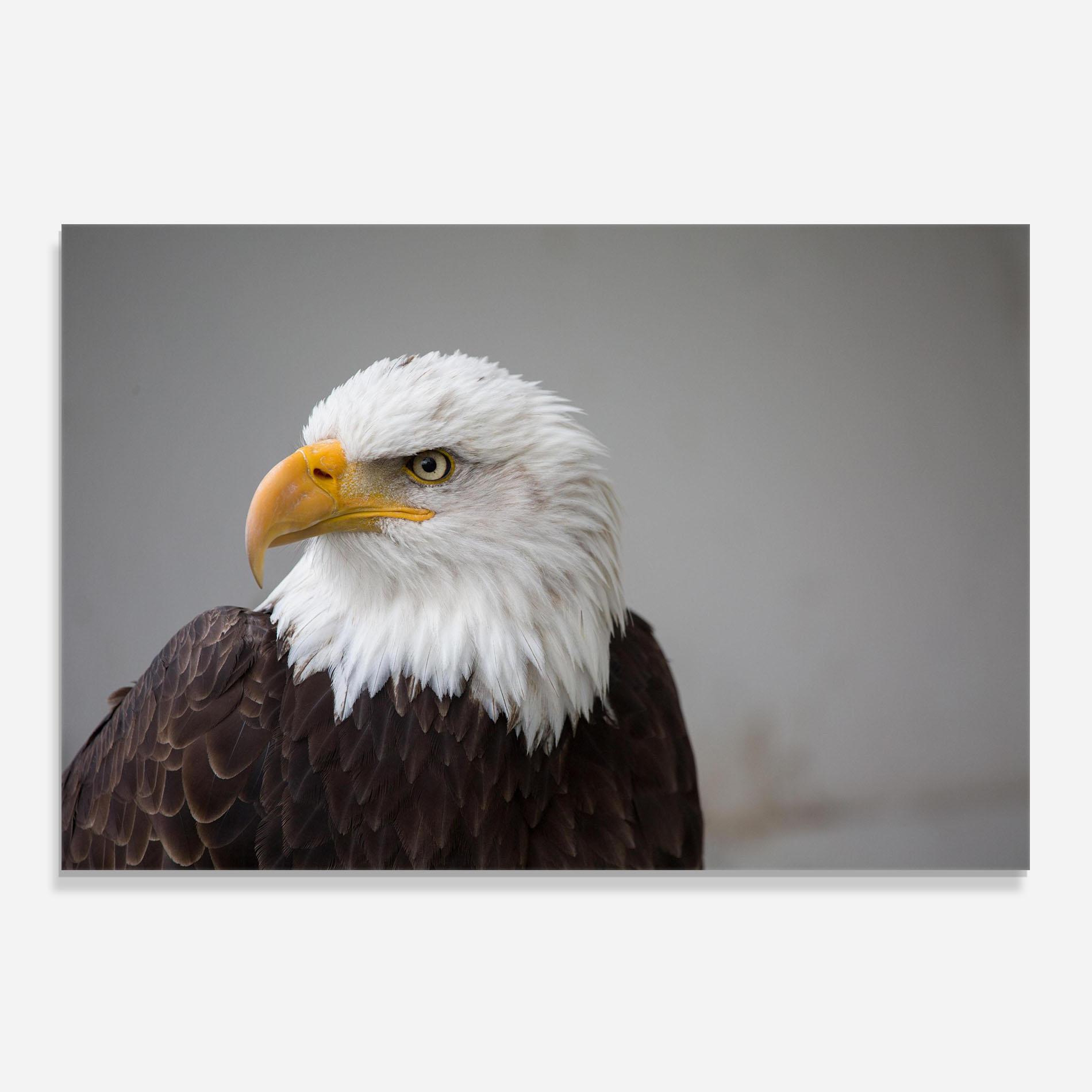 Konyhai üveg hátfal Beautiful Eagle mockup 0