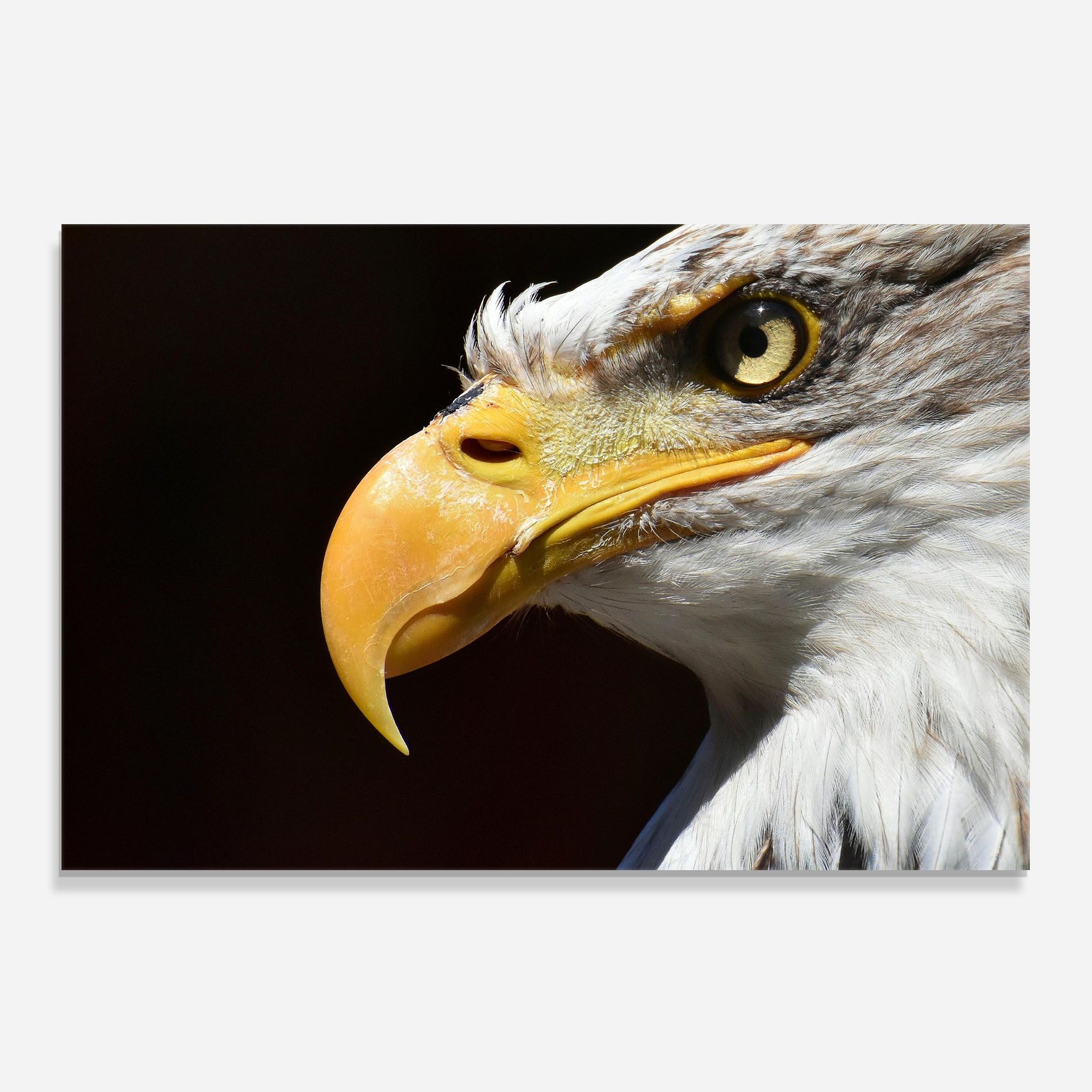 Eagle Close Up mockup 0