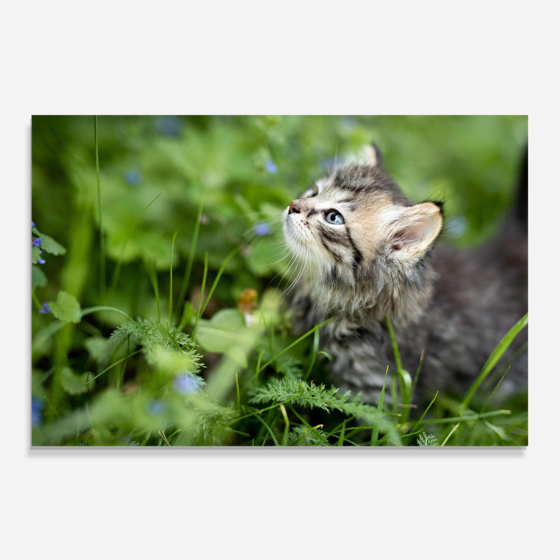 Brown Baby Cat mockup 0