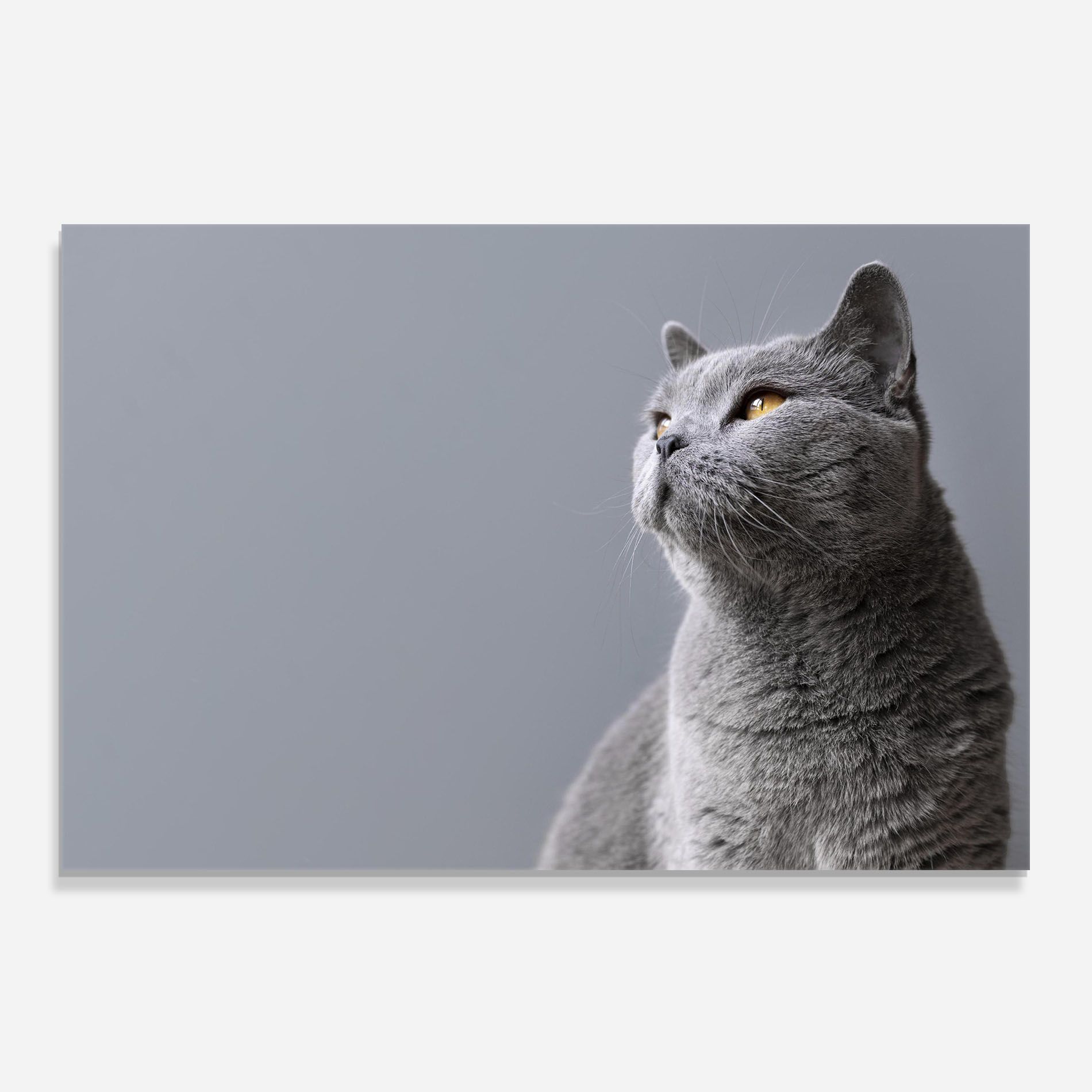 Gray Kitty mockup 0