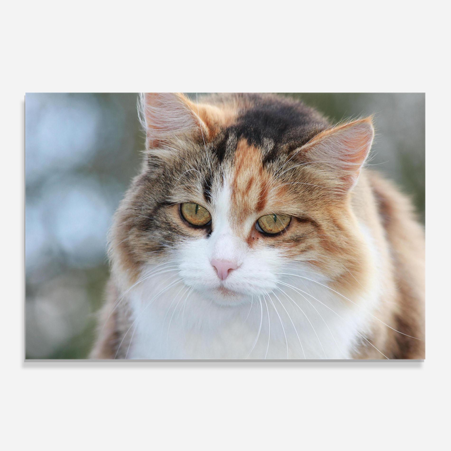 Konyhai üveg hátfal Orange Brown Cat mockup 0
