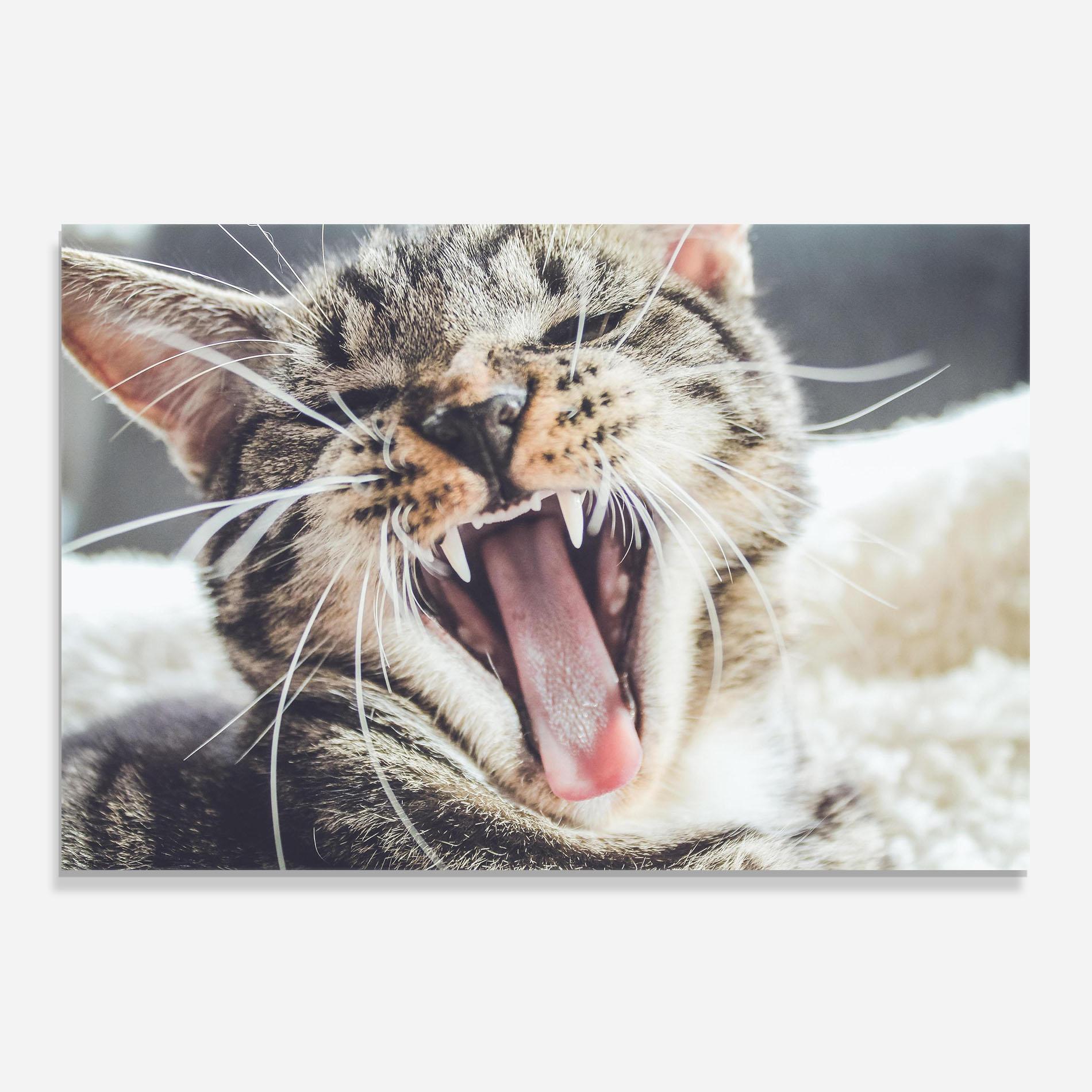 Konyhai üveg hátfal Wroar Cat mockup 0