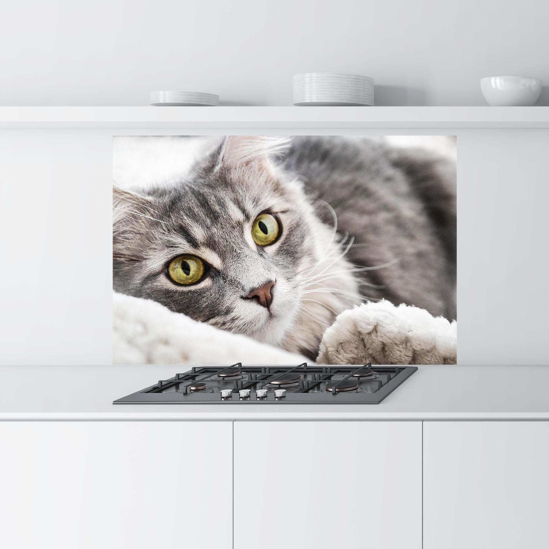 Konyhai üveg hátfal Grey Fluffy Cat mockup 9