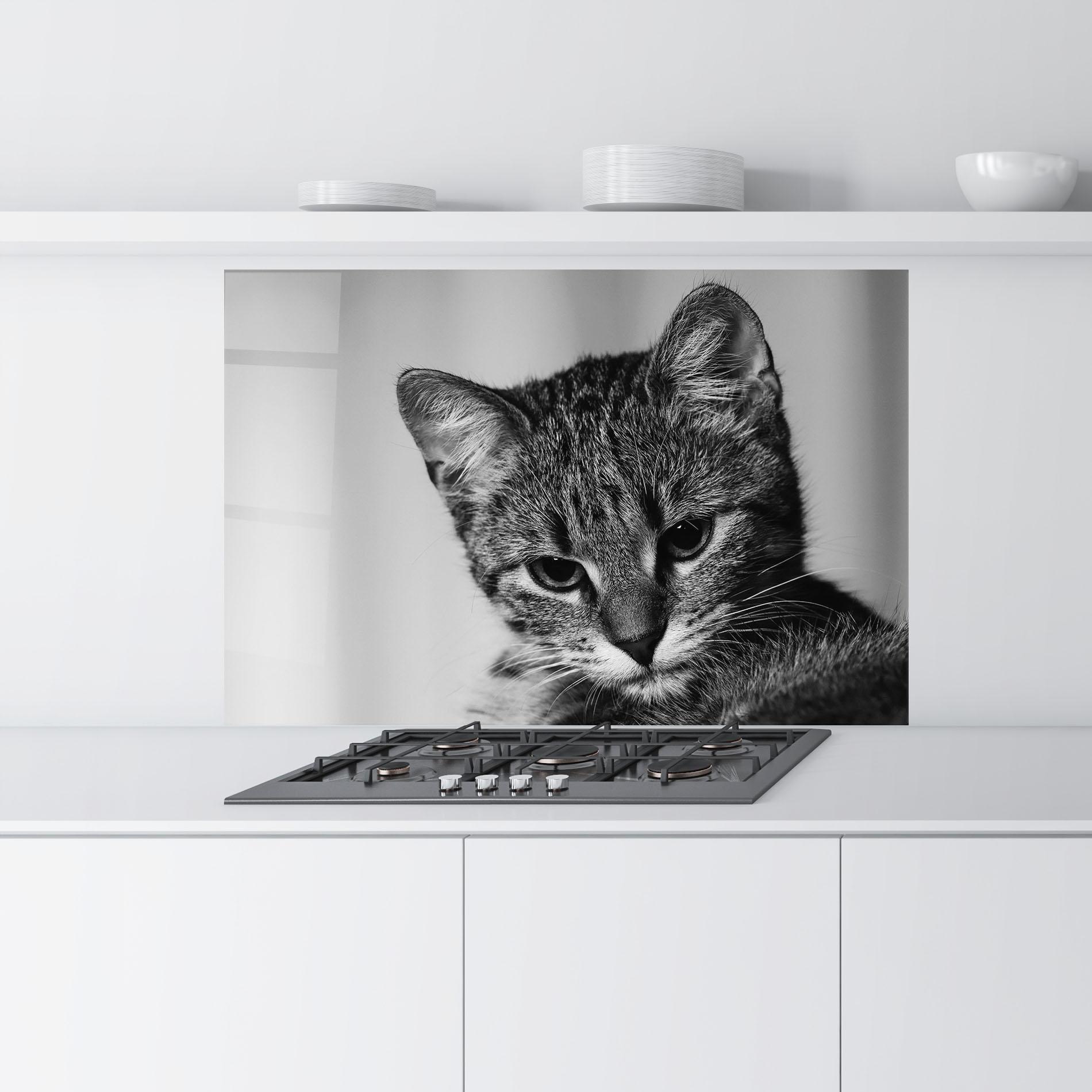 Konyhai üveg hátfal Grey Focused Cat mockup 9