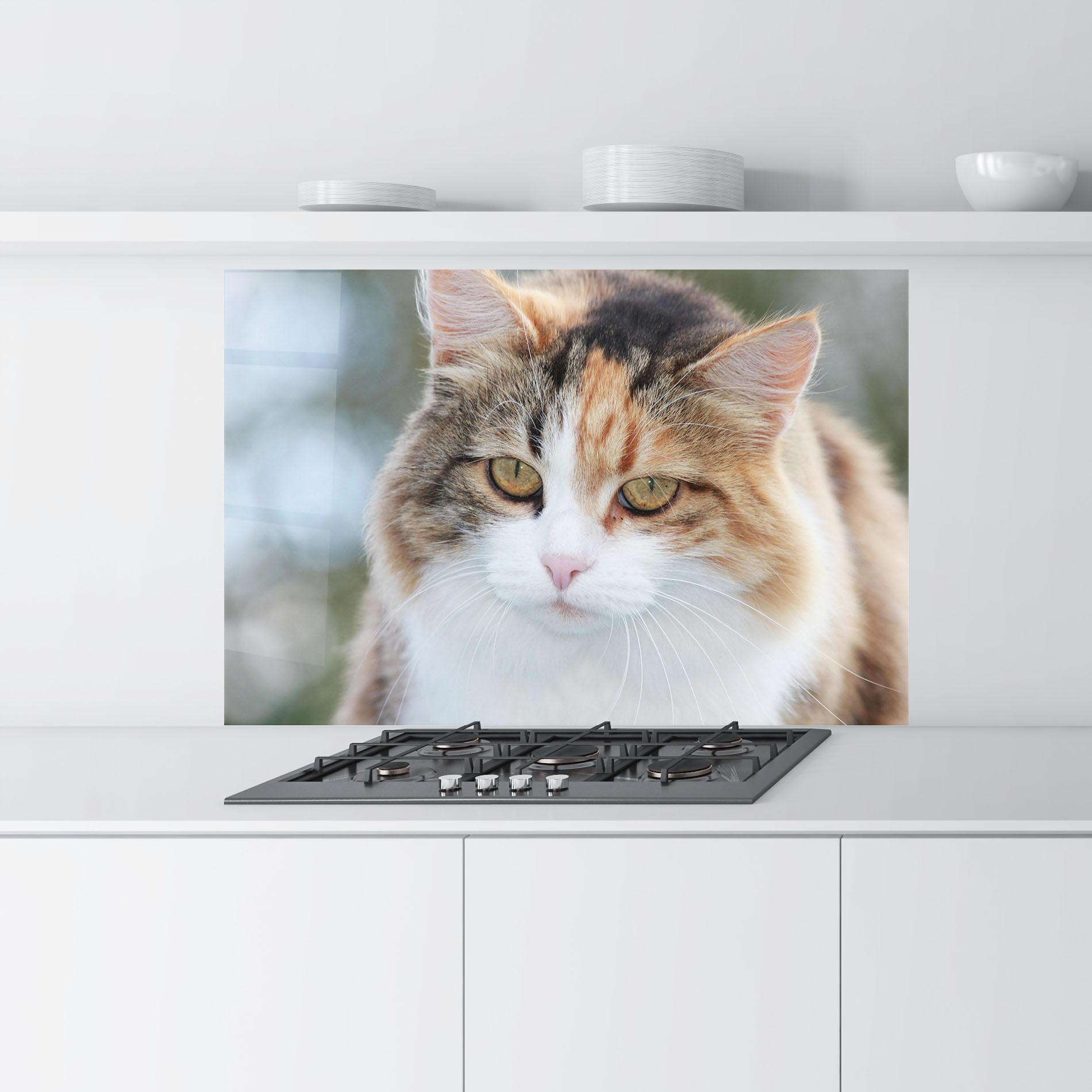 Konyhai üveg hátfal Orange Brown Cat mockup 9